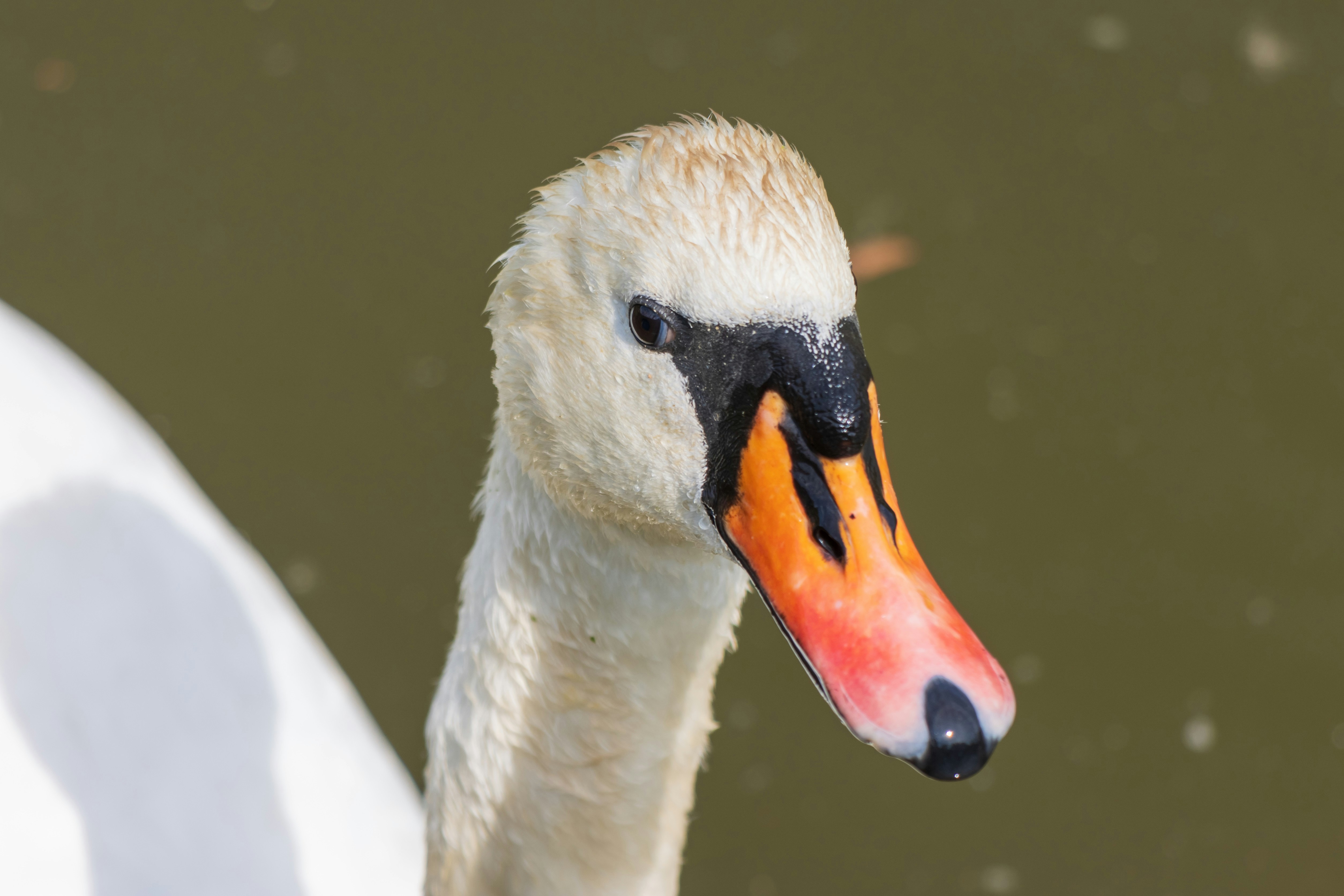 A close up of a white swan near a body of water