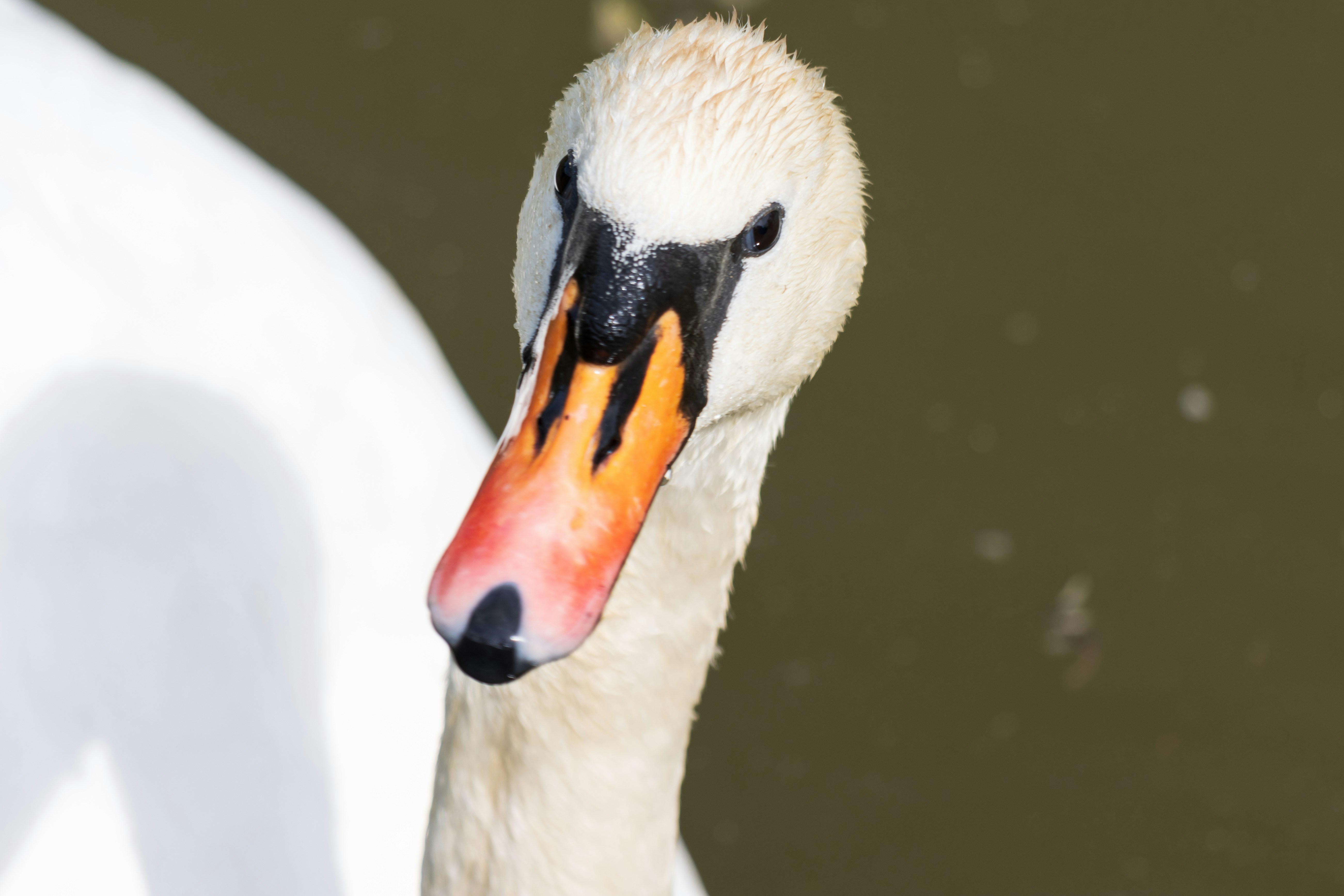 Photo by mechaowlstudios