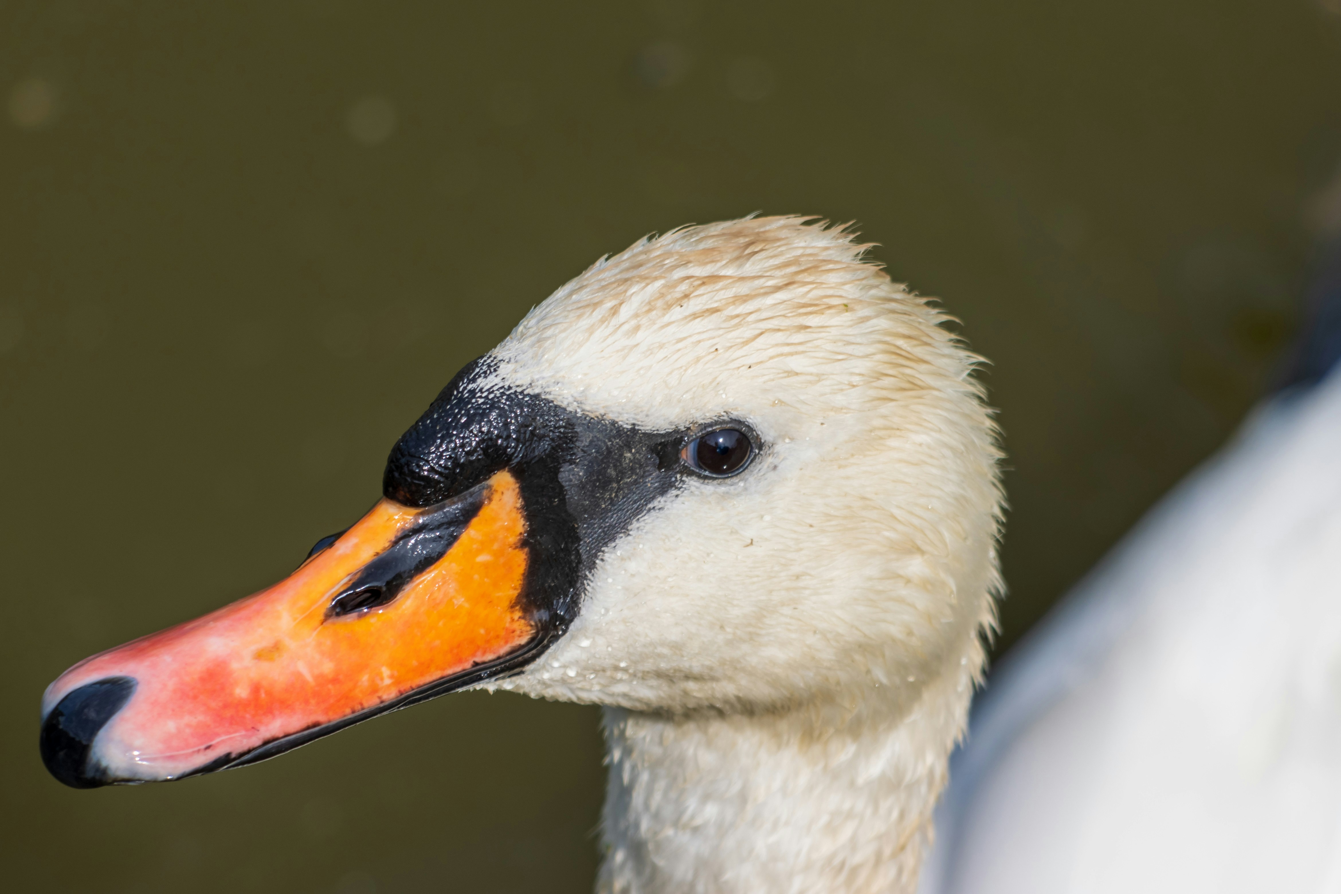 Photo by mechaowlstudios