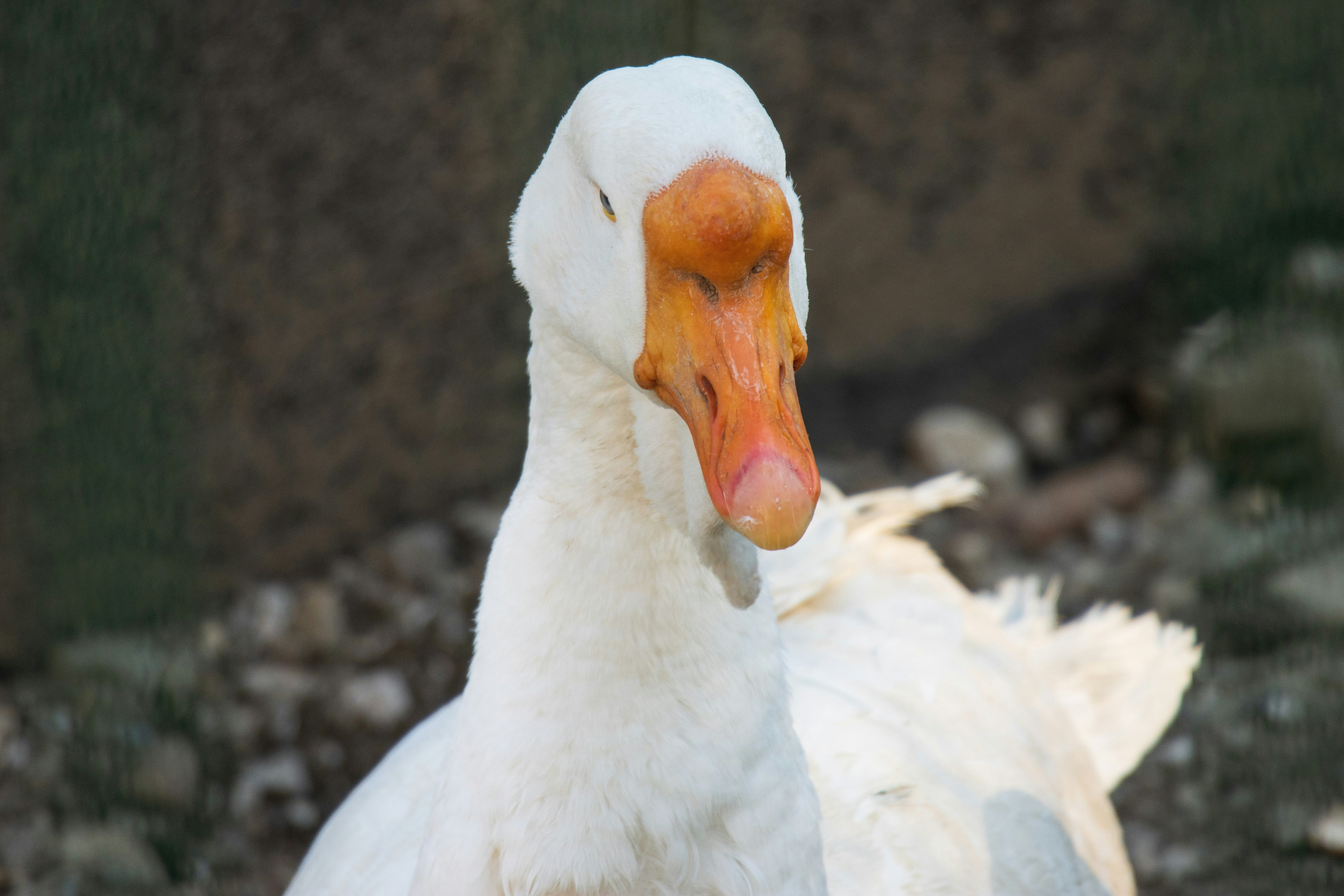 Photo by mechaowlstudios