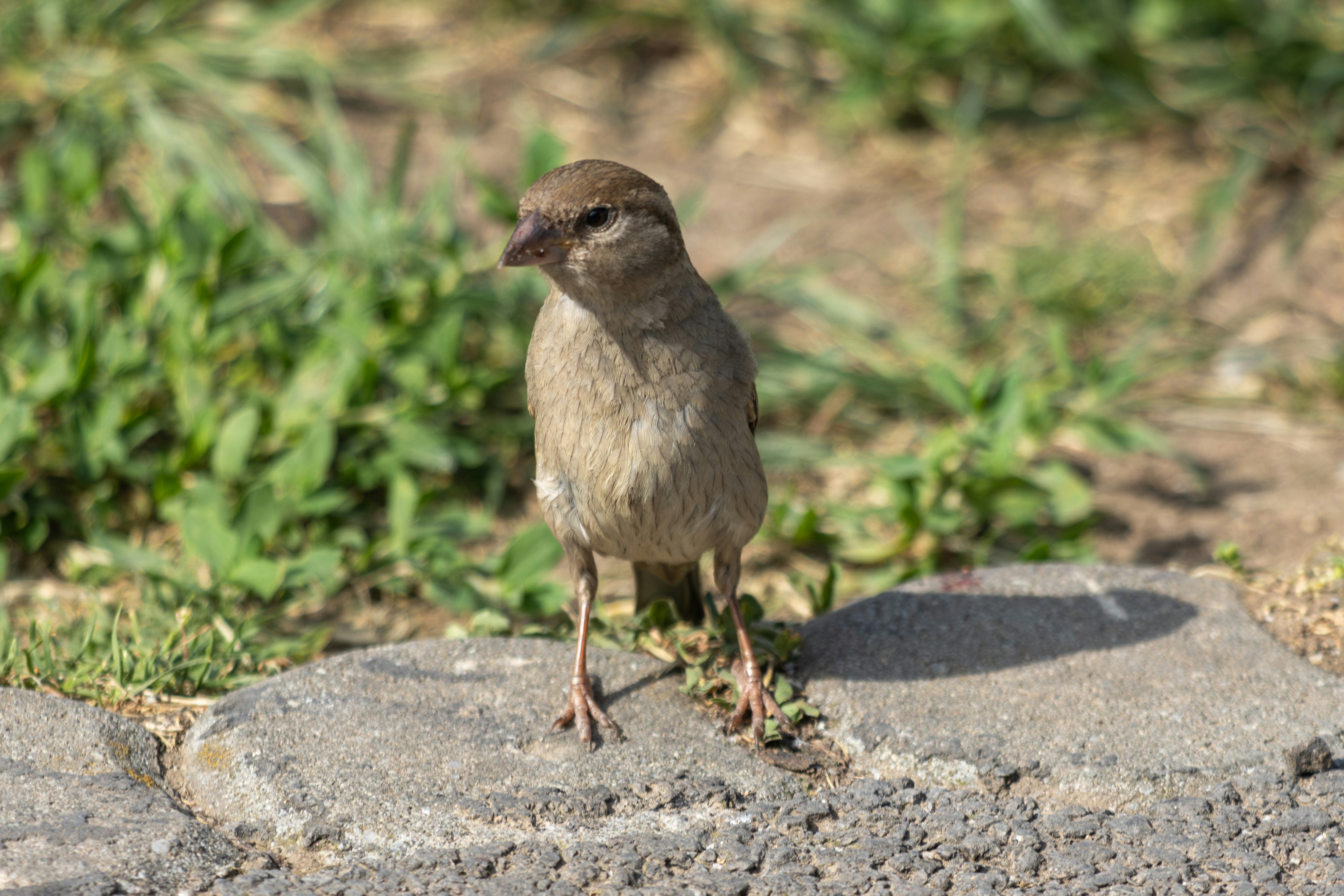 Photo by mechaowlstudios