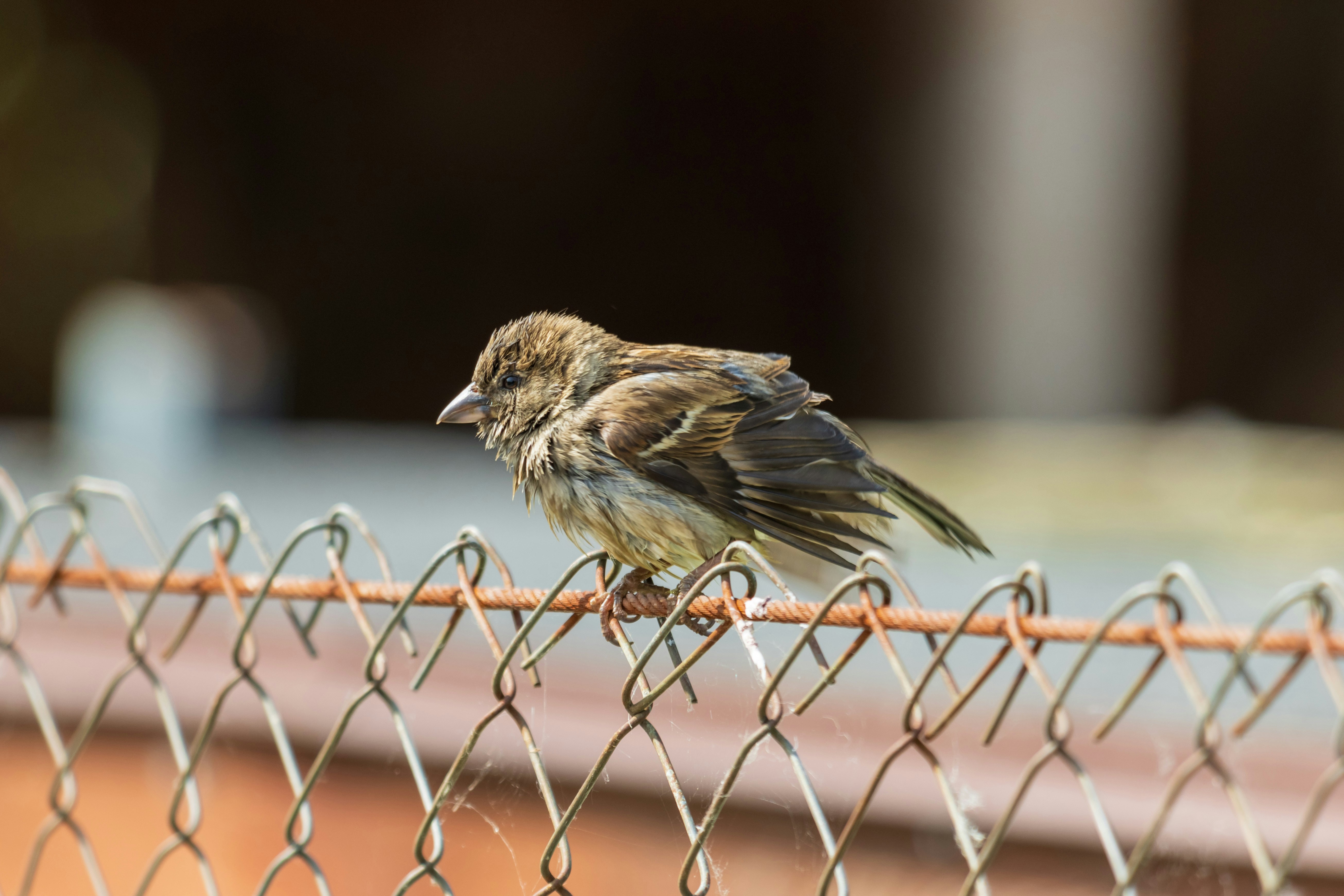 Photo by mechaowlstudios