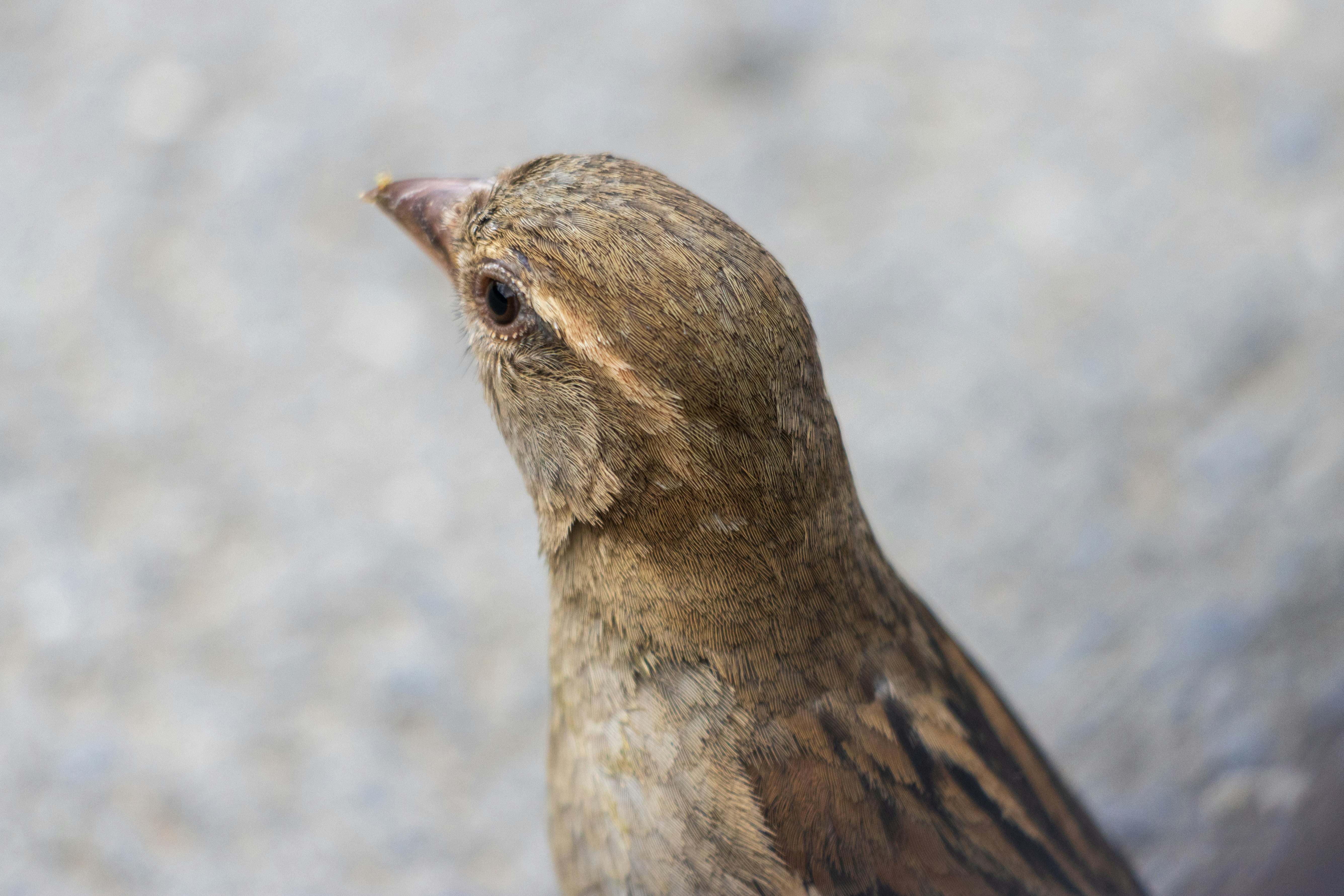 Photo by mechaowlstudios