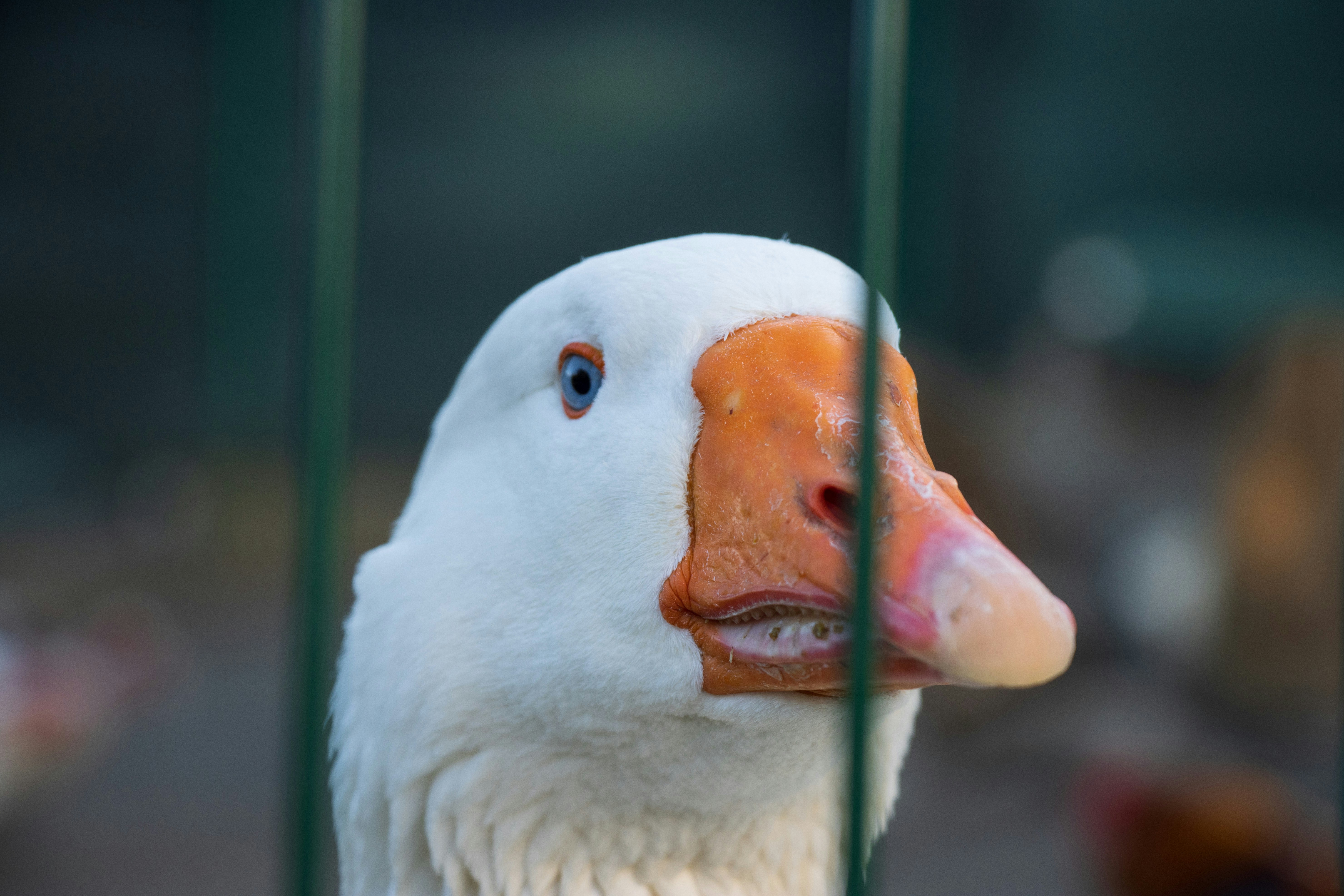 Photo by mechaowlstudios