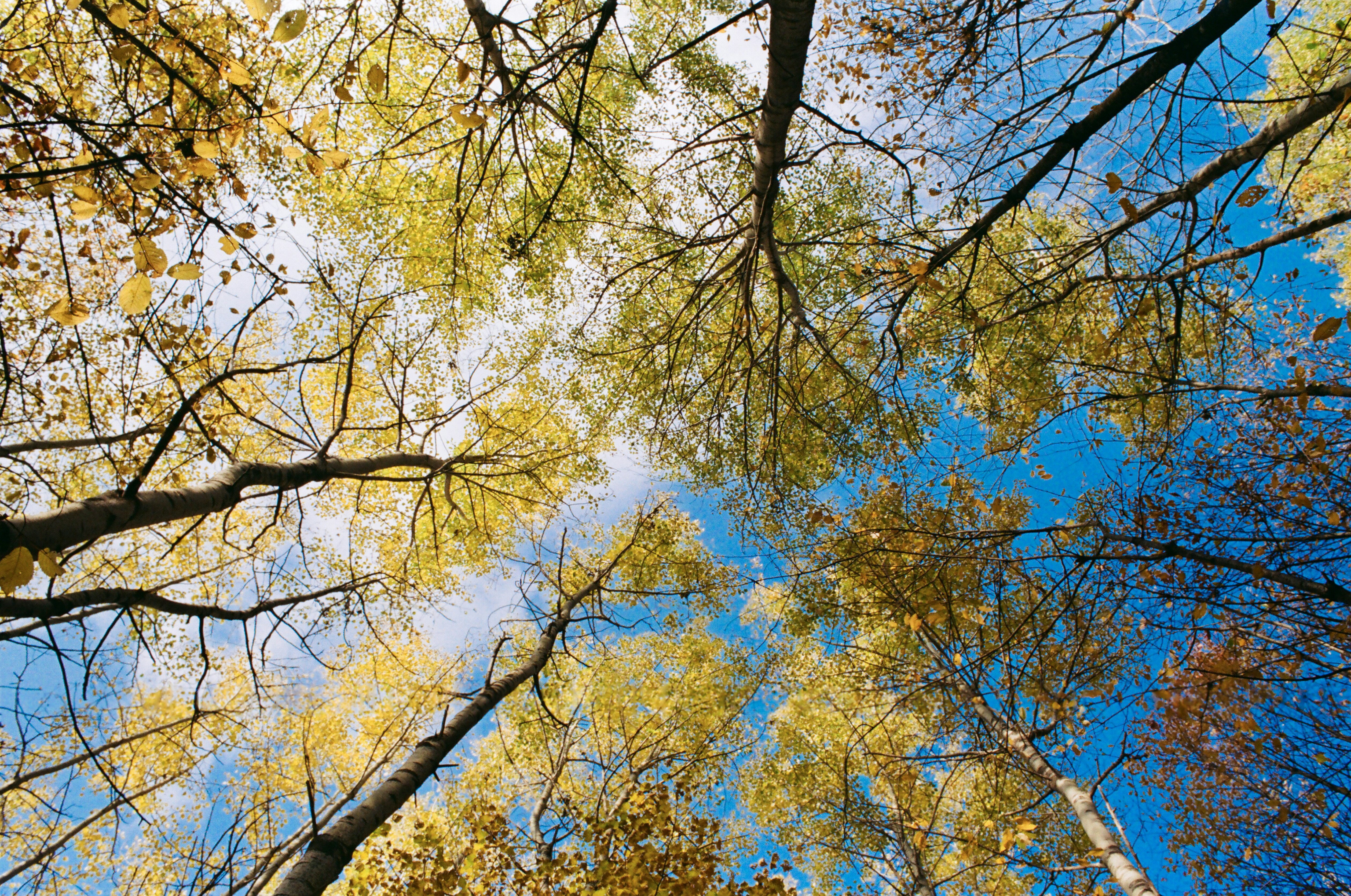 Olhando para o topo das árvores altas