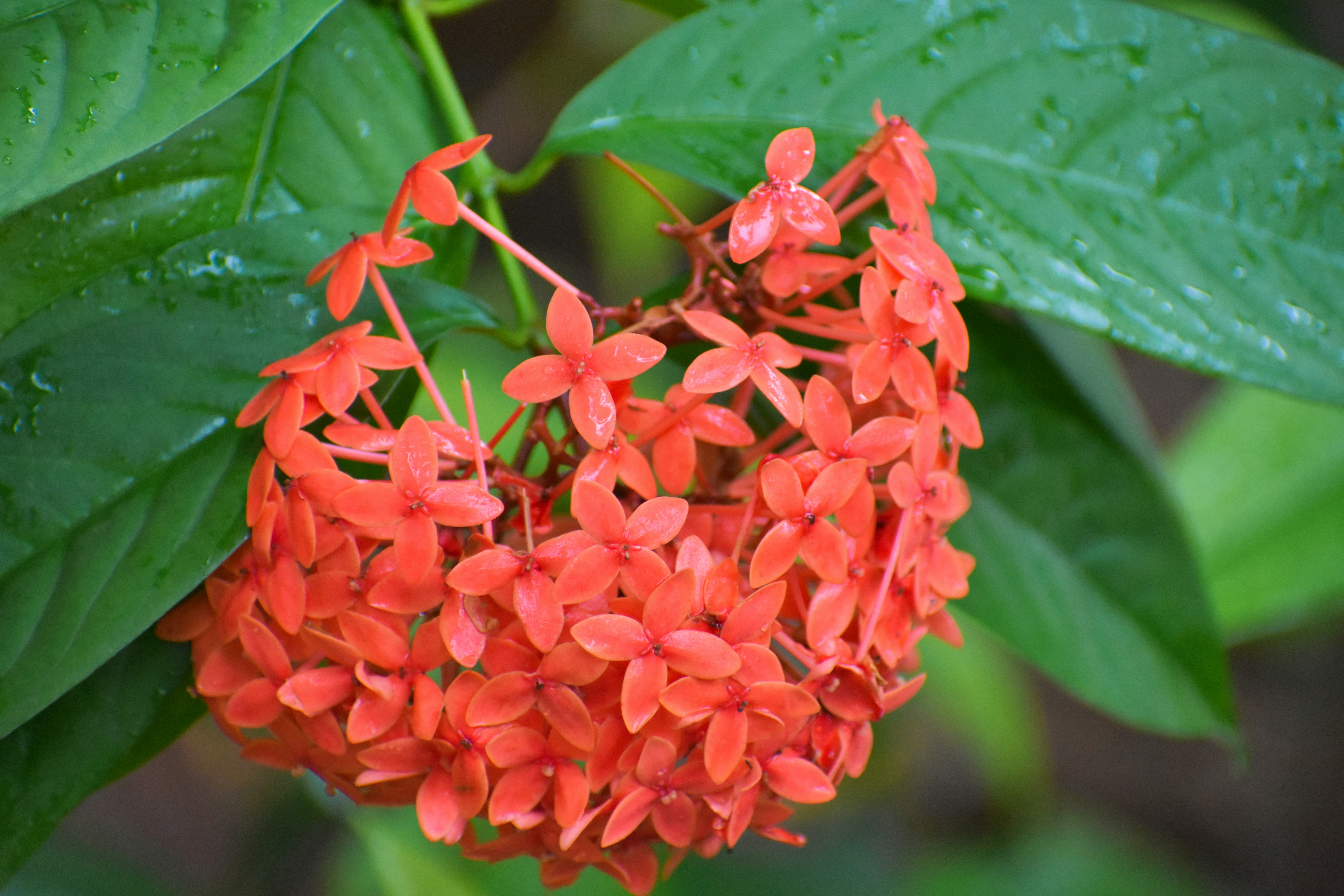 Photo by avinaash_ponnada