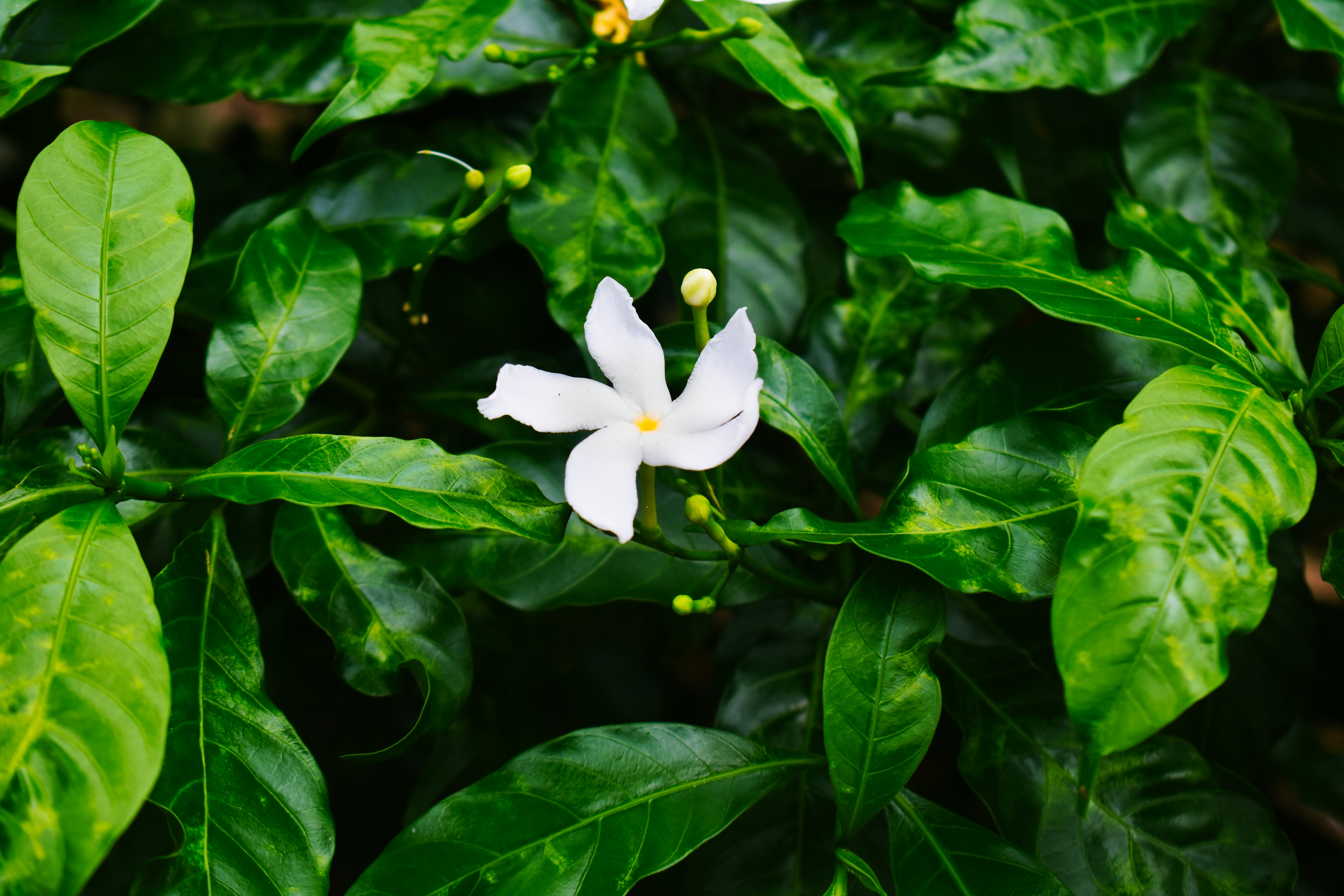 Photo by avinaash_ponnada