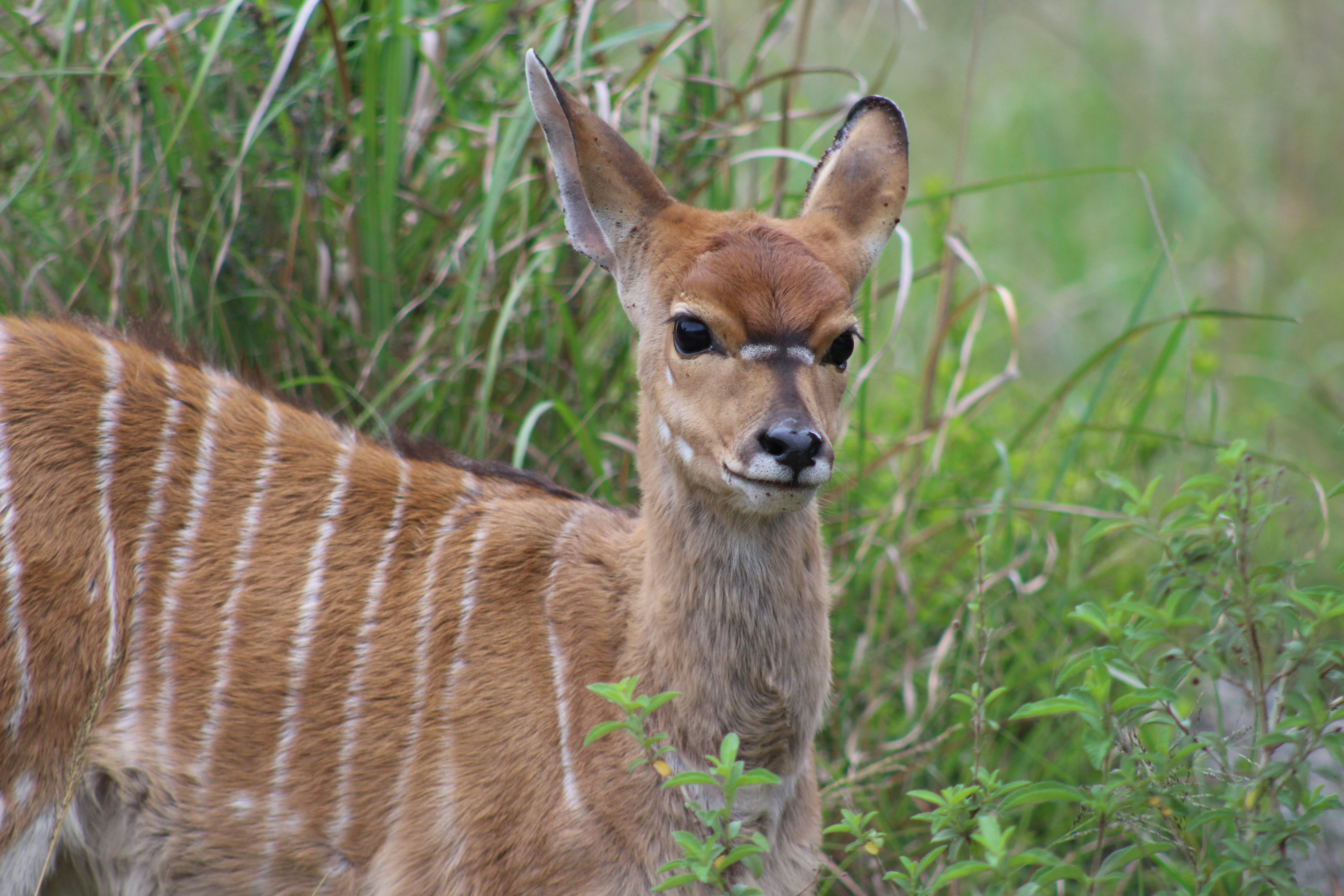 A small deer standing next to a lush green field