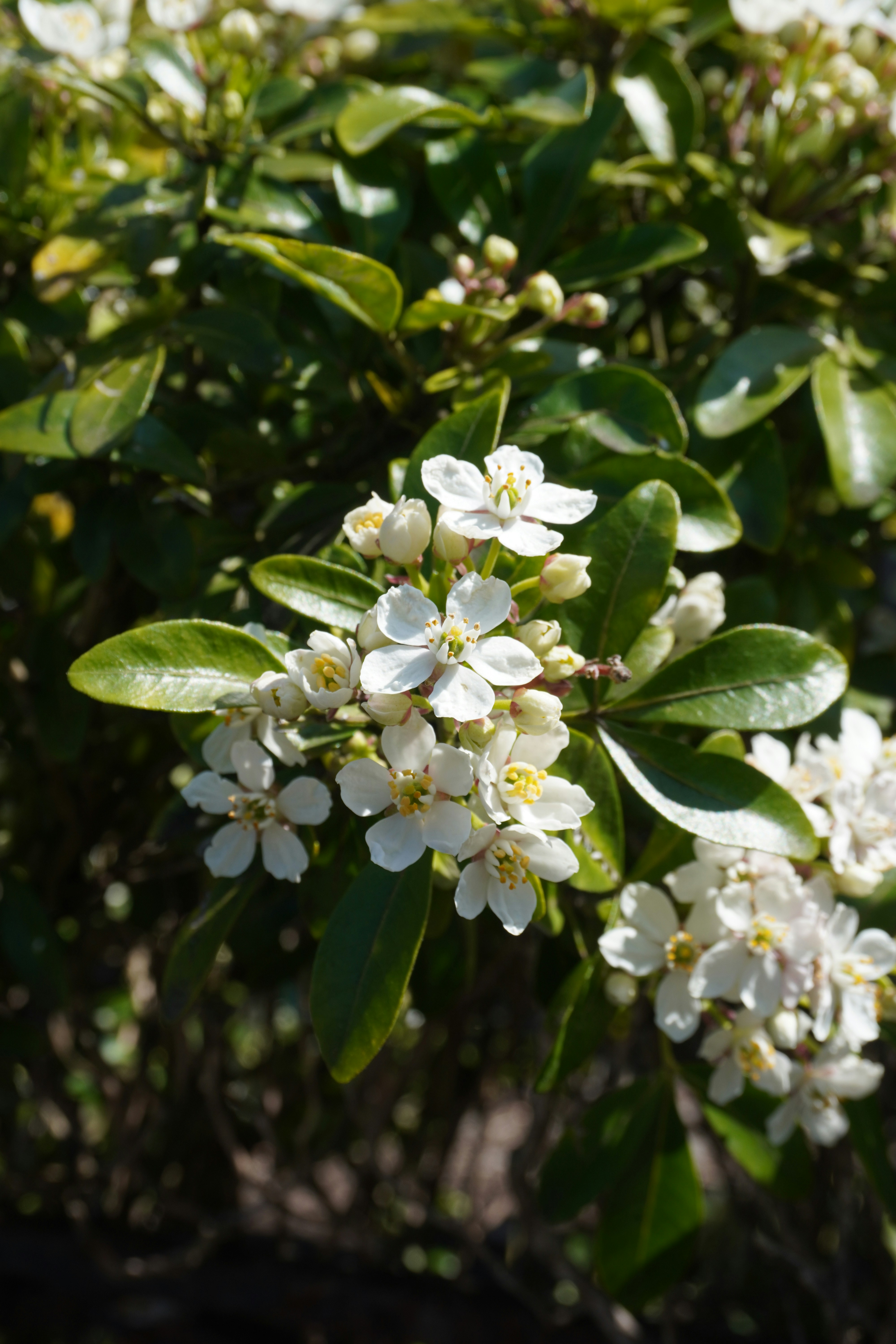 Photo by cherrymacherie