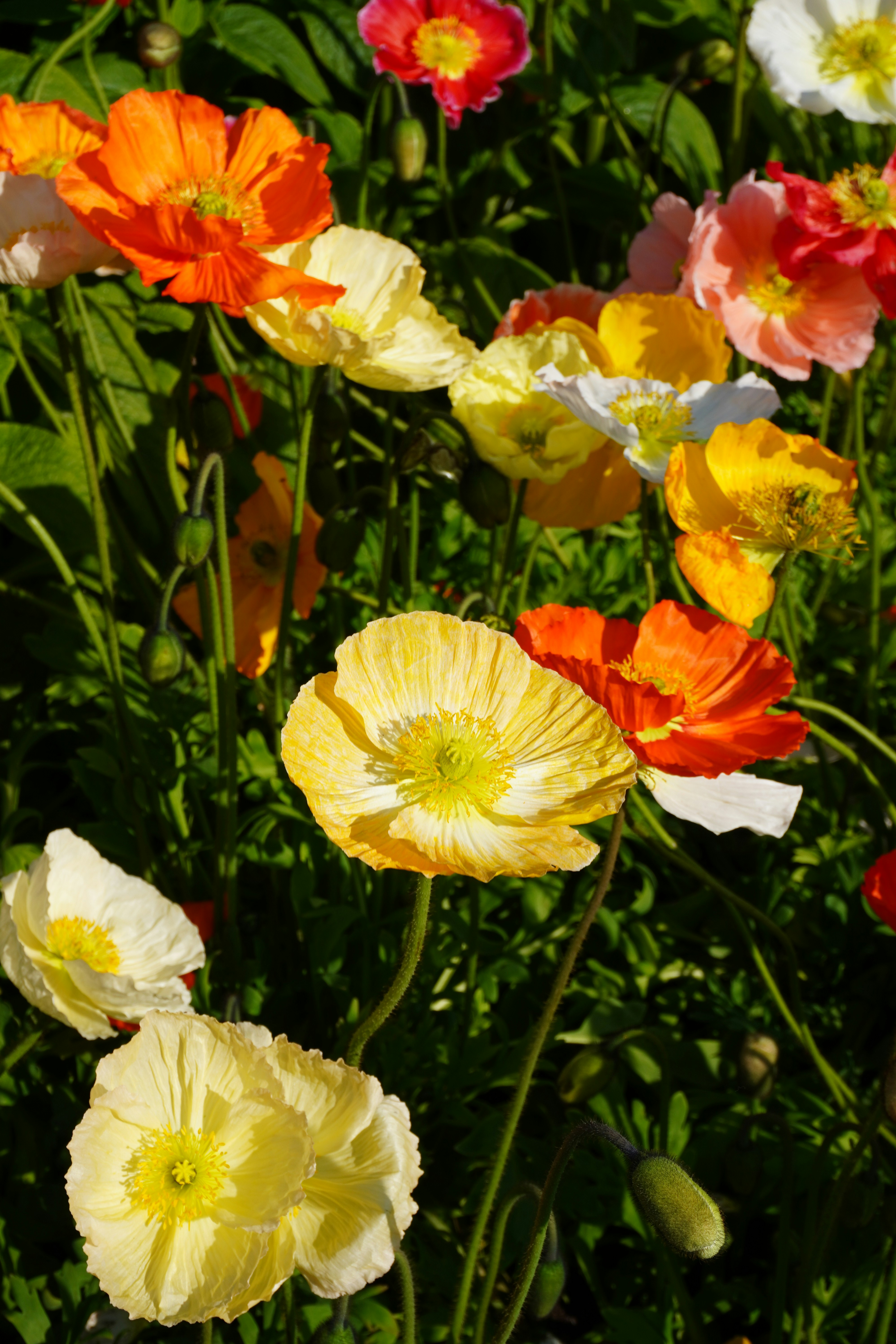 Photo by cherrymacherie