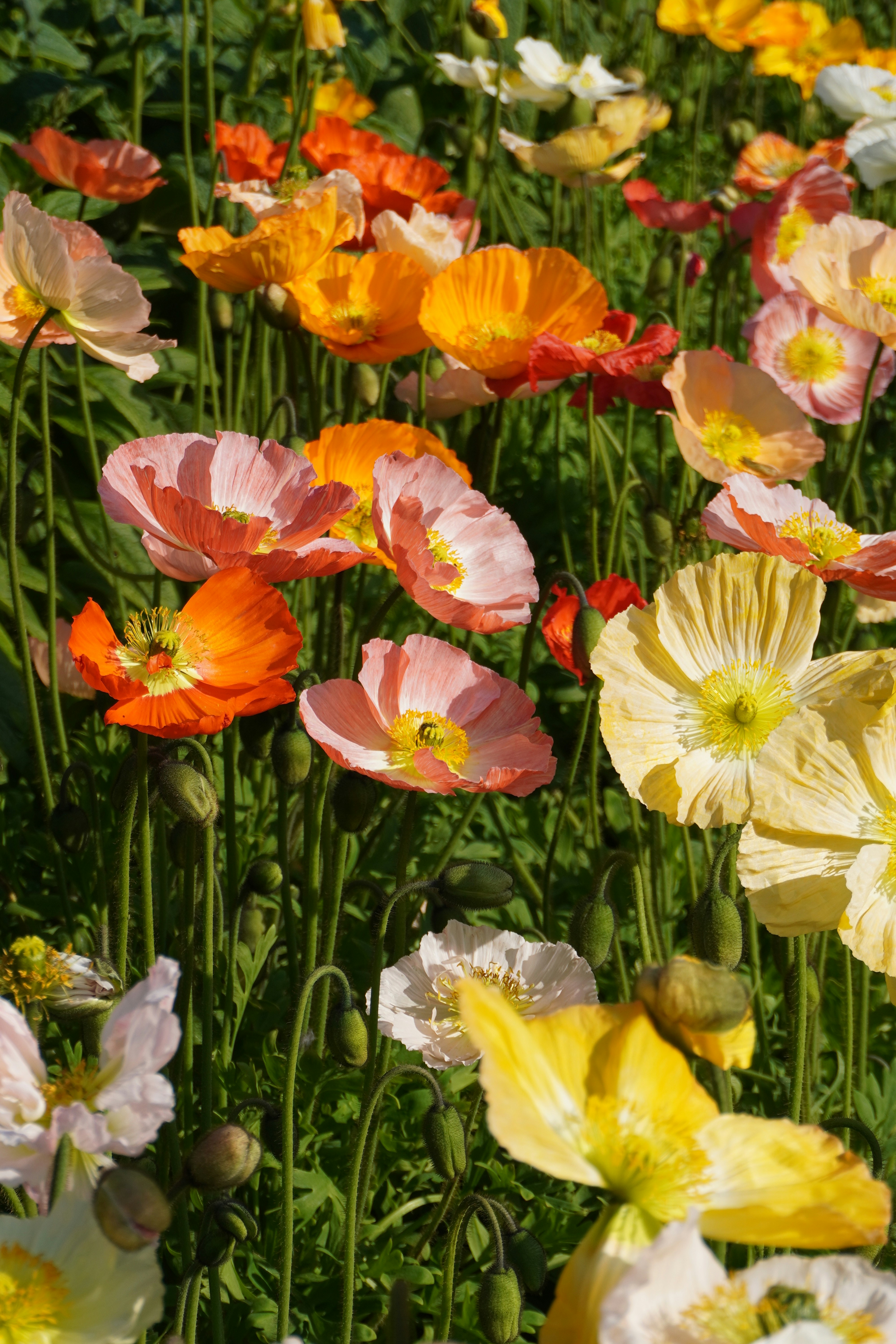 Photo by cherrymacherie