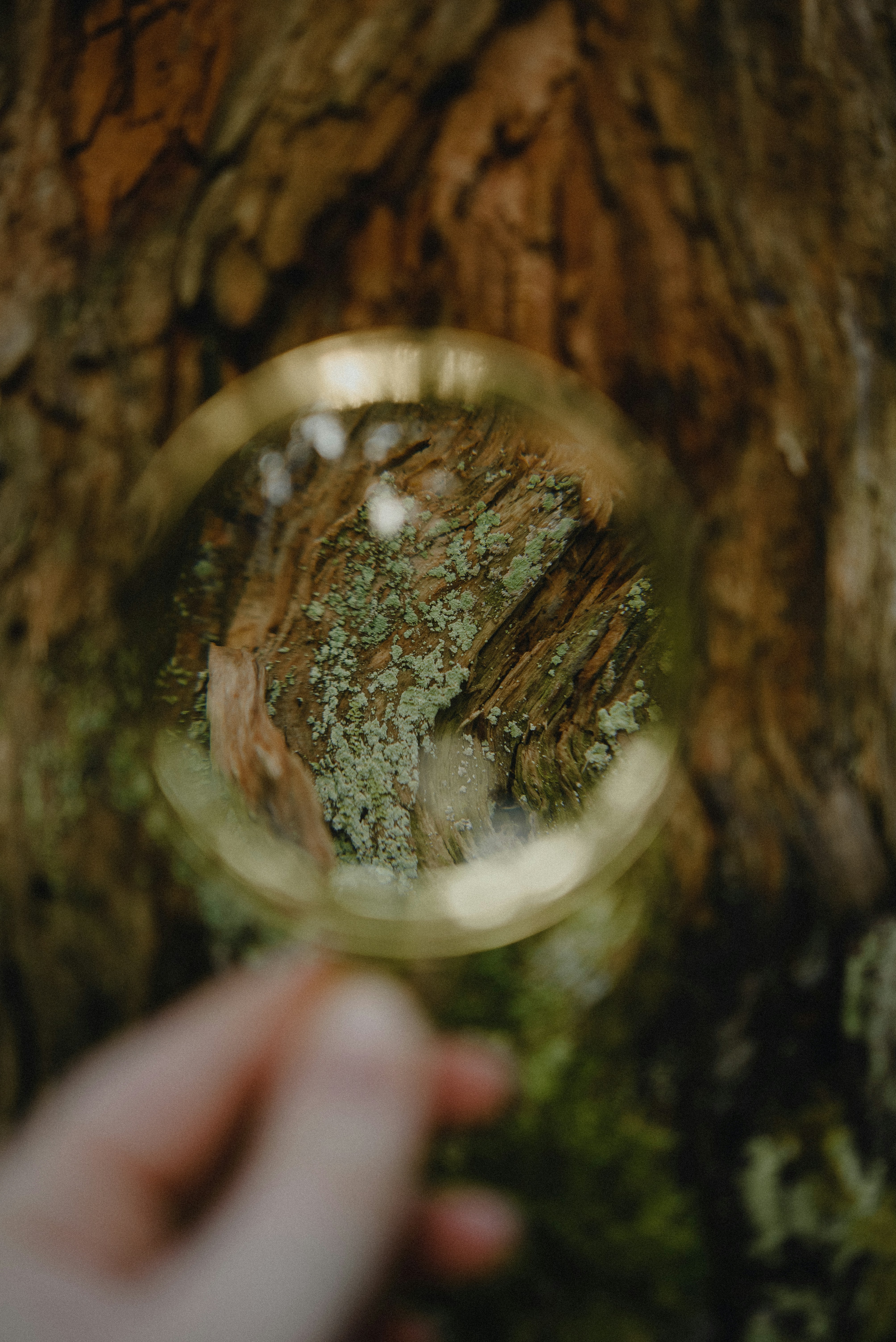 A person holding a magnifying glass in front of a tree photo – Free ...