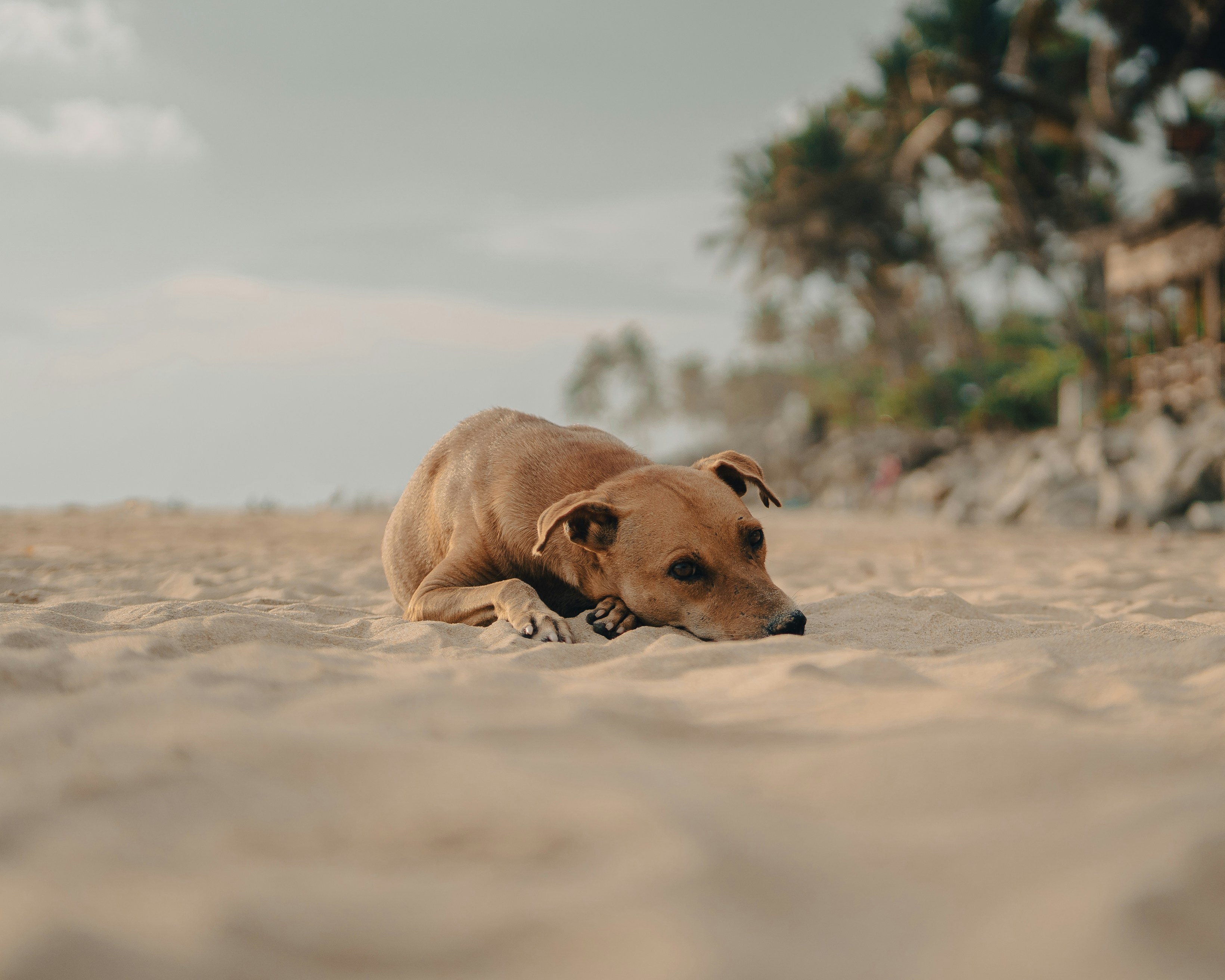 Photo by wish_species