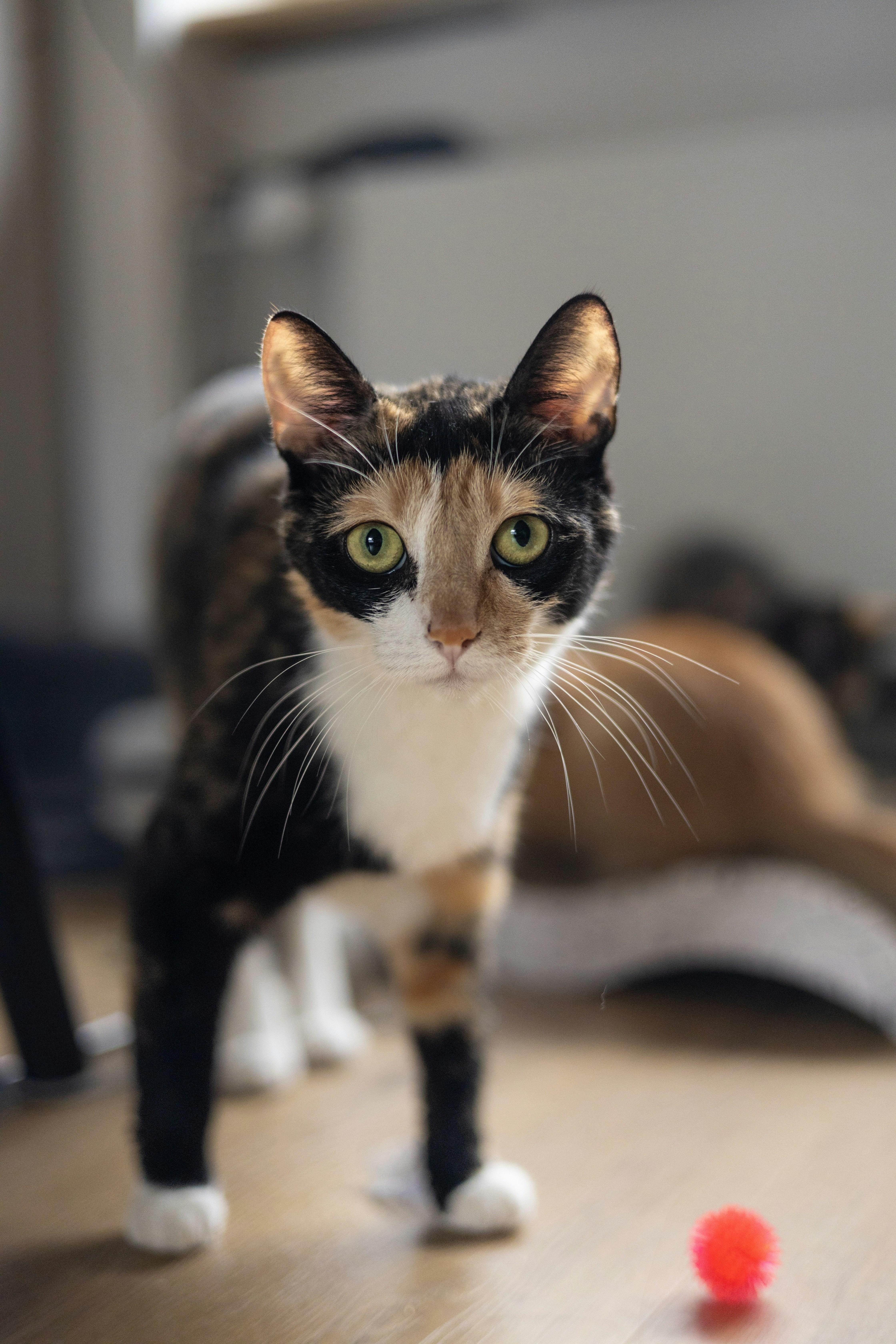 Photo by thomas_de_fretes