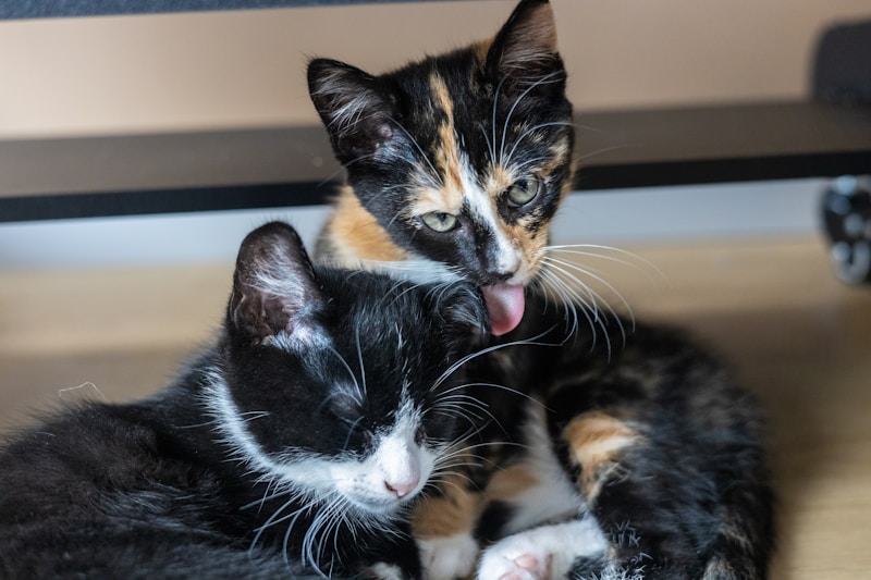 A couple of cats laying on top of a wooden floor