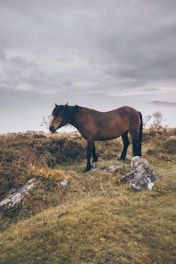 A brown horse standing on top of a grass covered hillside