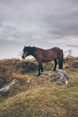 A brown horse standing on top of a grass covered hillside