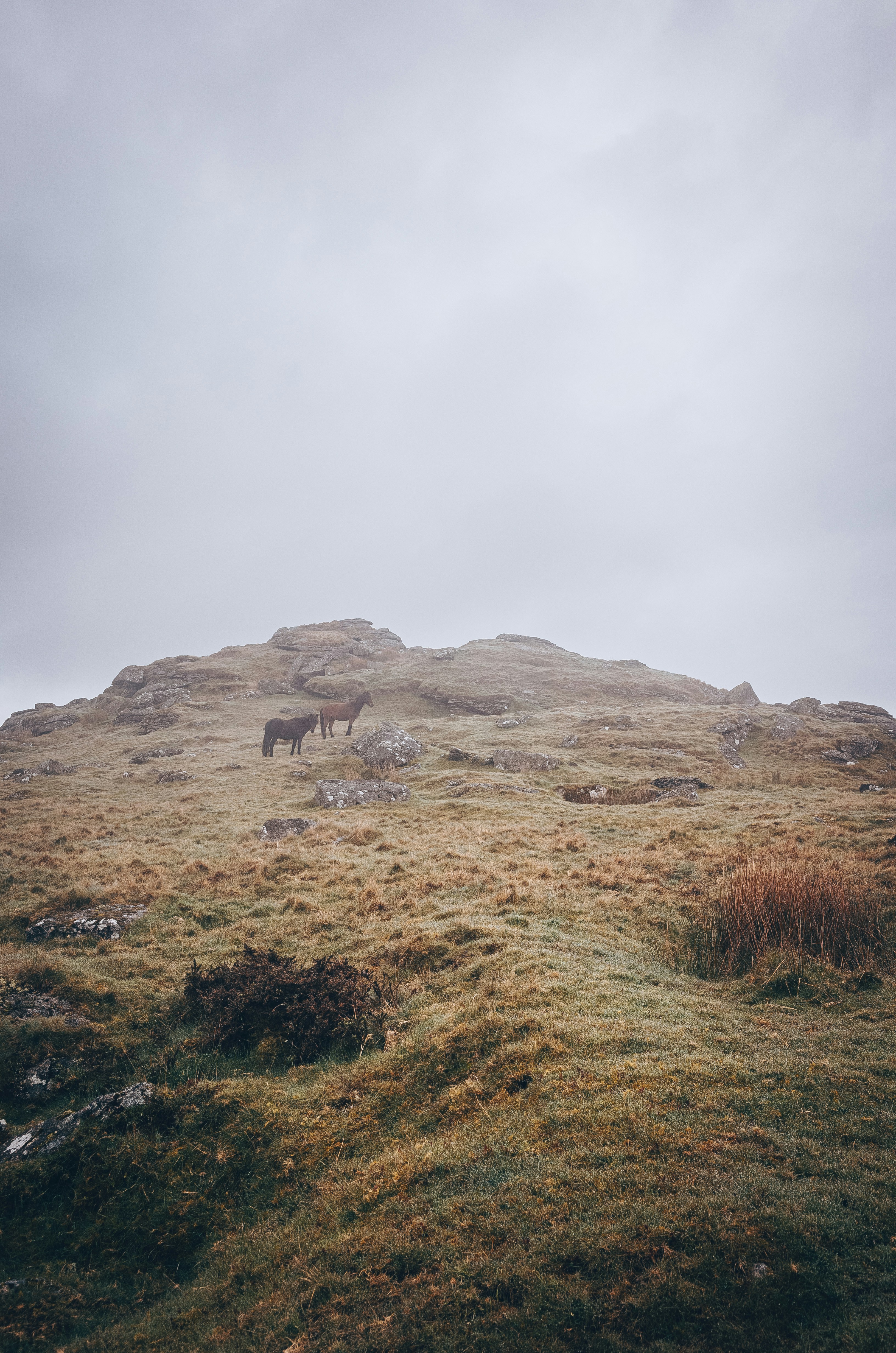Two horses are standing on a grassy hill
