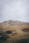 Two horses are standing on a grassy hill