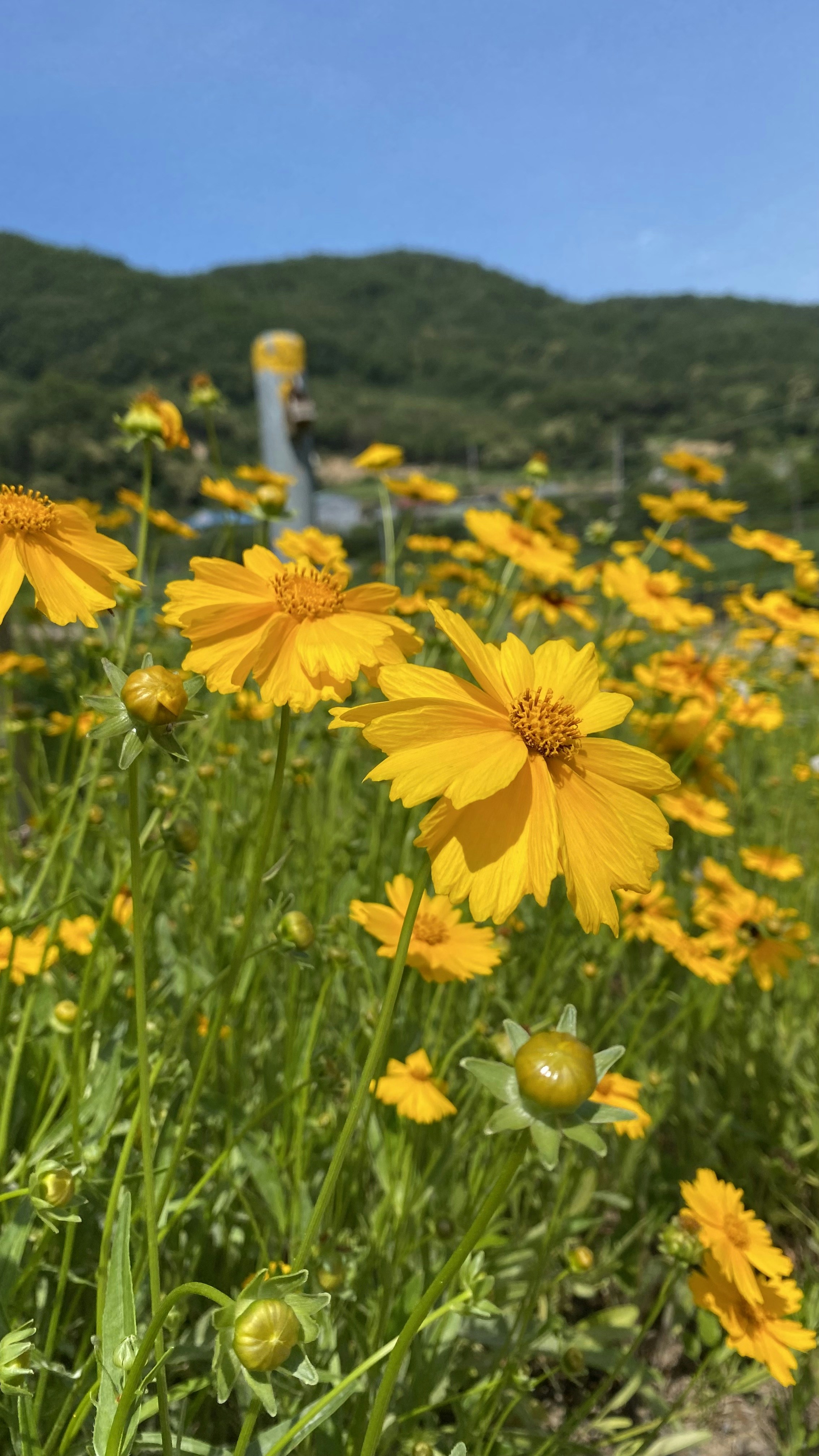 A field of yellow flowers with mountains in the background
