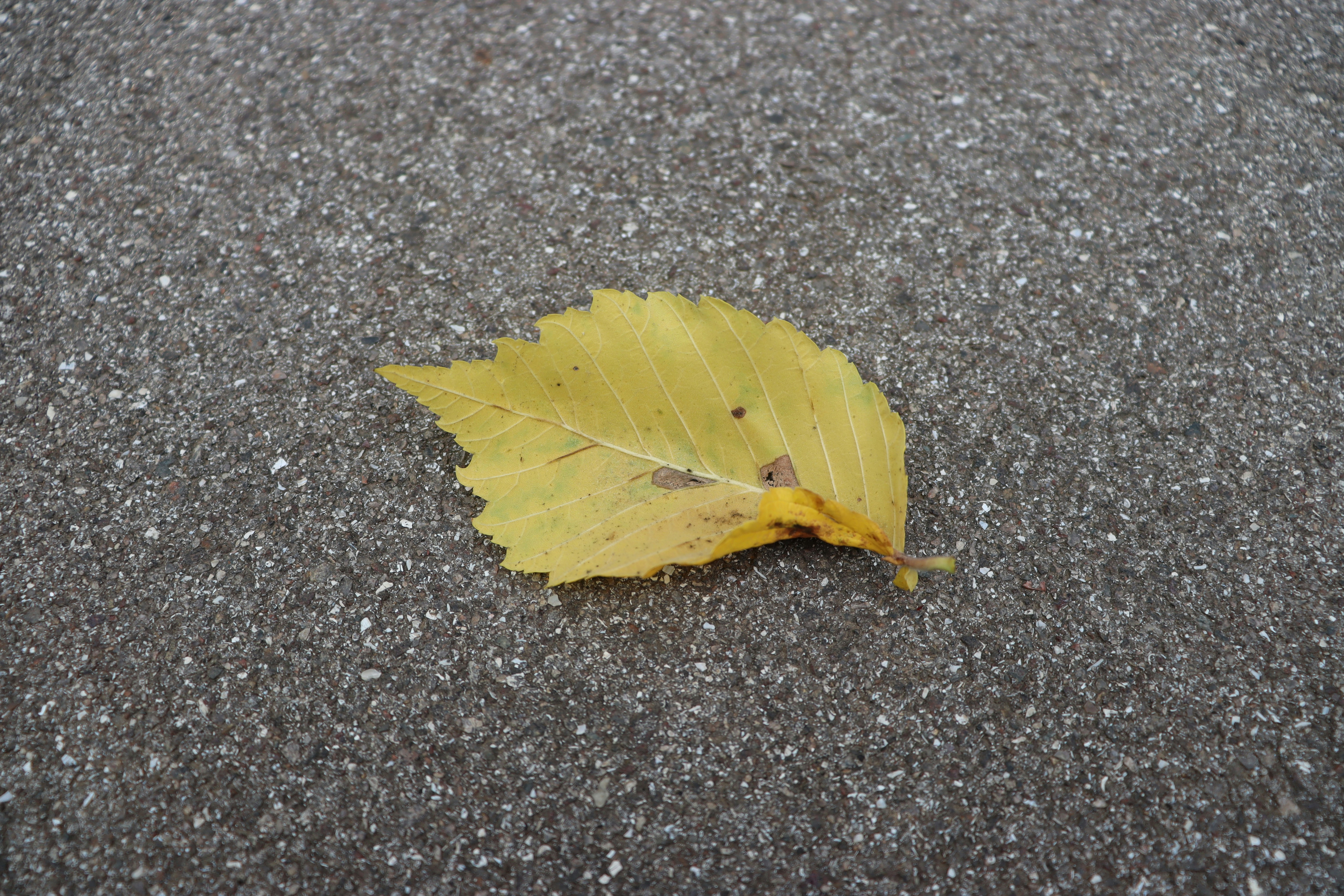 A single yellow leaf laying on the ground