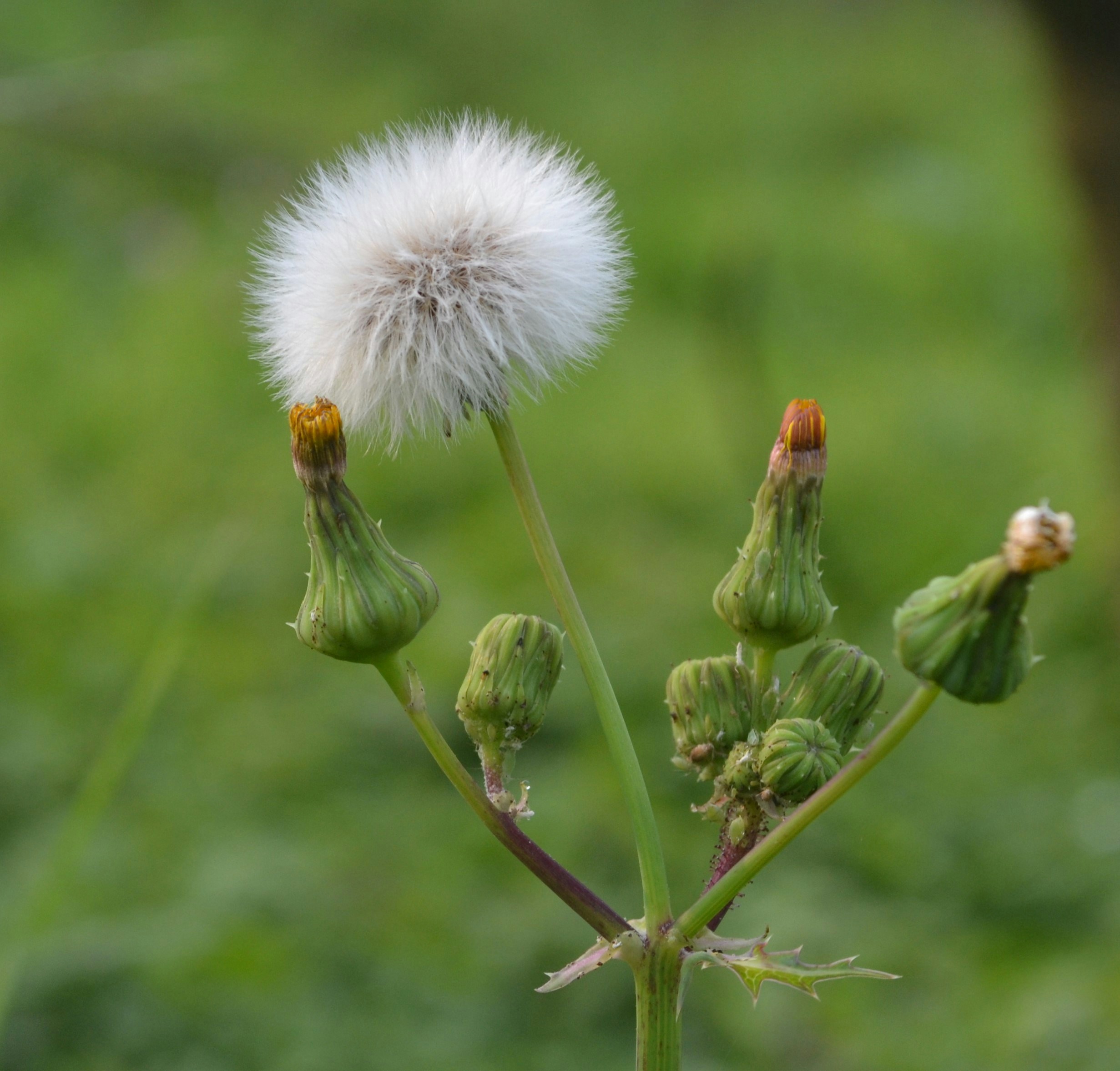 A close up of a dandelion with a blurry background