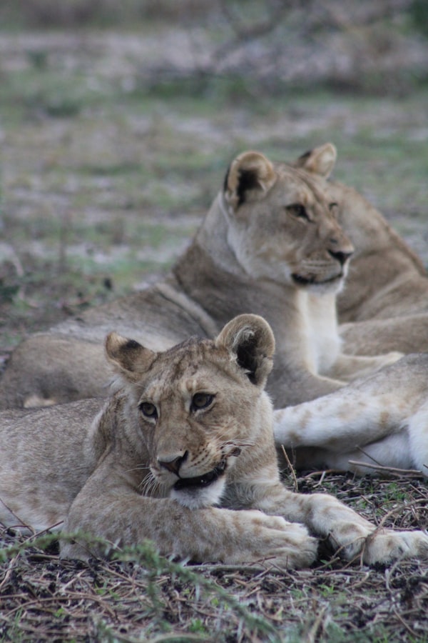 Kruger National Park, South Africa