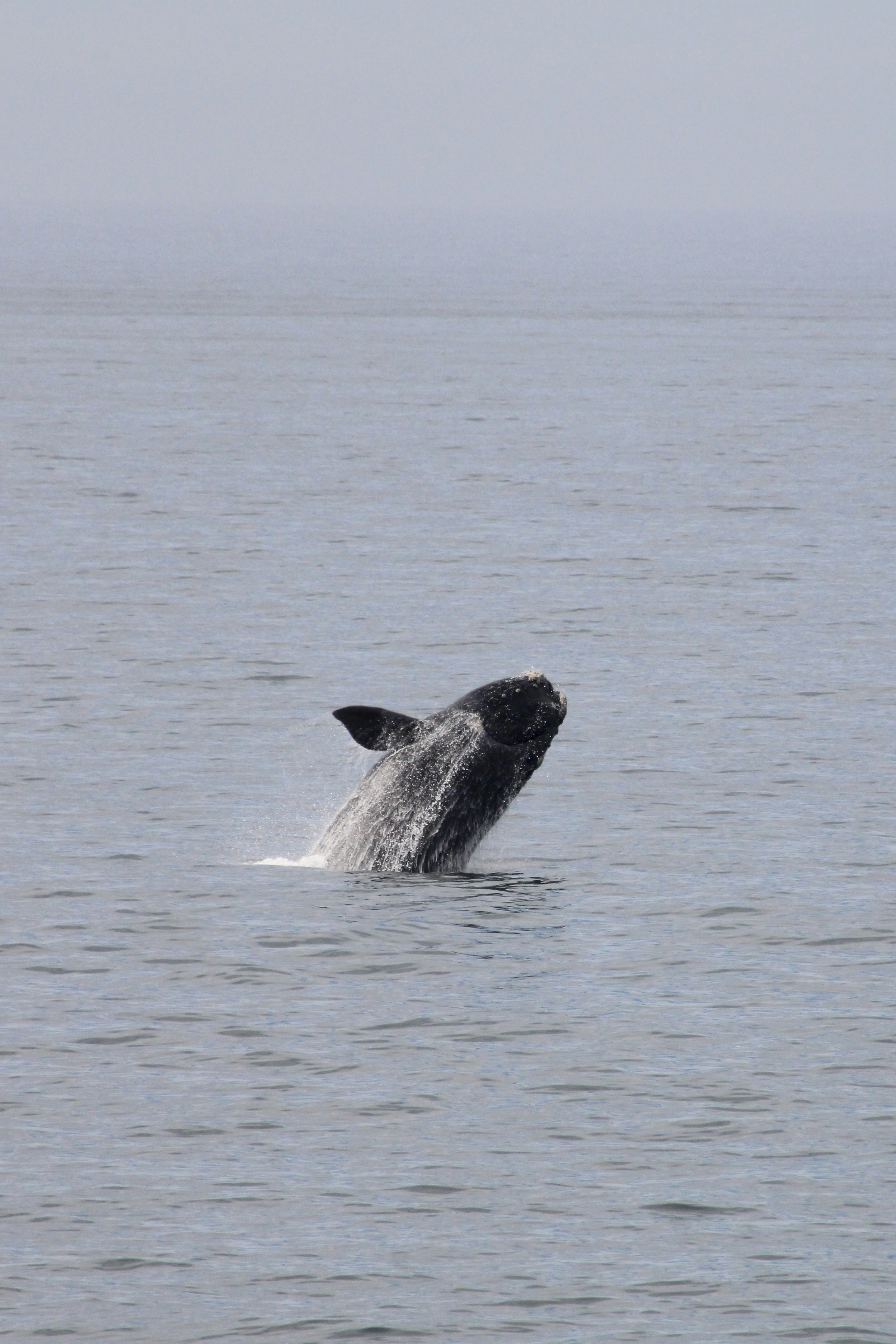 A humpback whale jumping out of the water