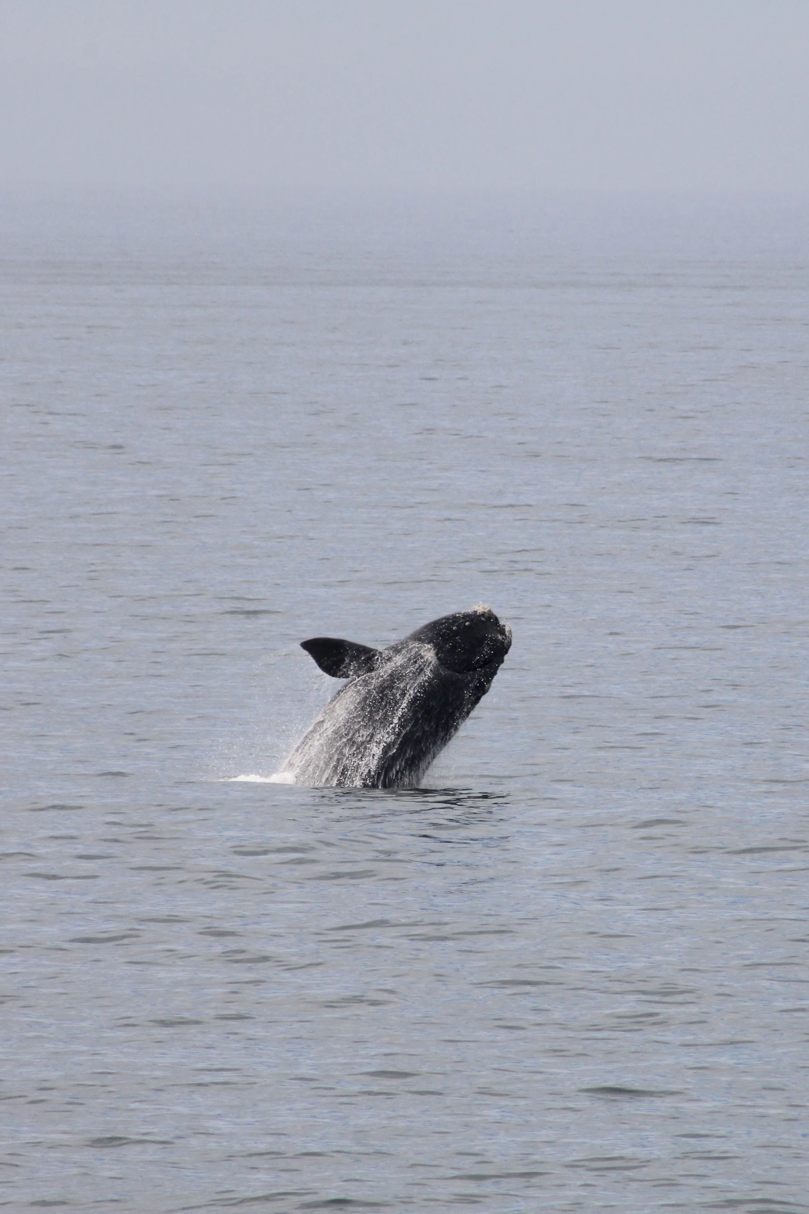 A whale breaching out of the ocean