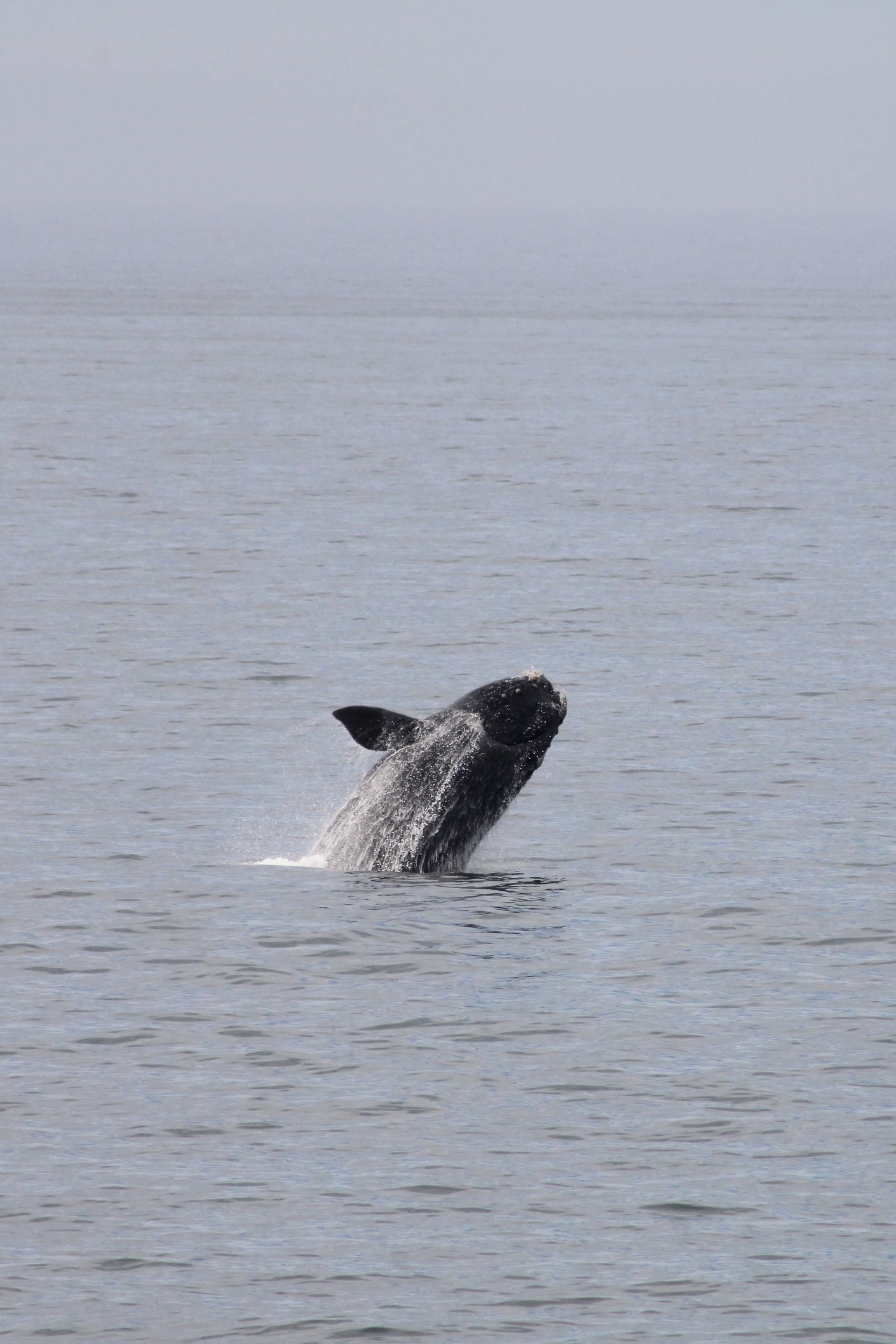 Whale watching in Hermanus