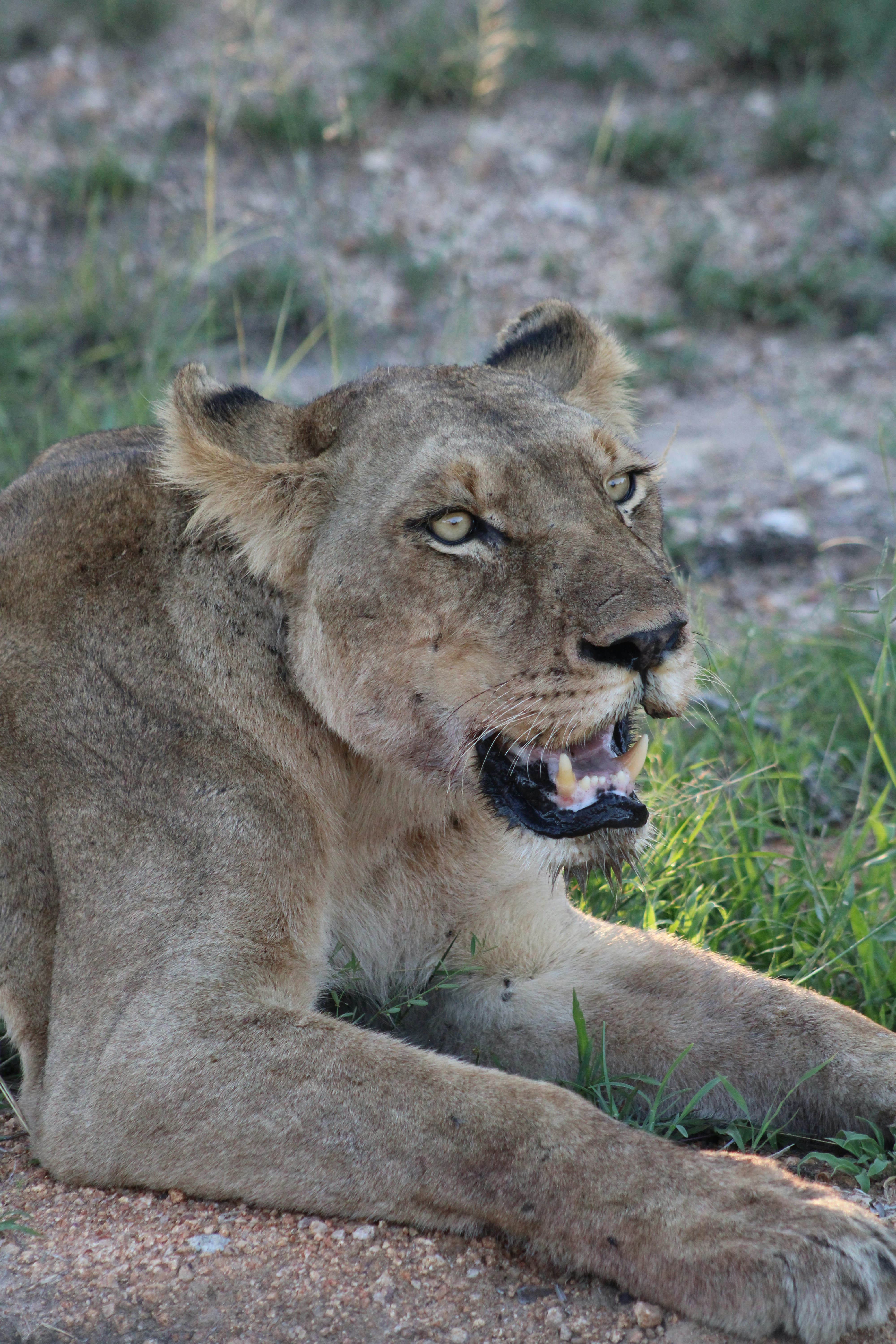 Kruger National Park, a top tourist attraction in Mpumalanga & Limpopo, South Africa
