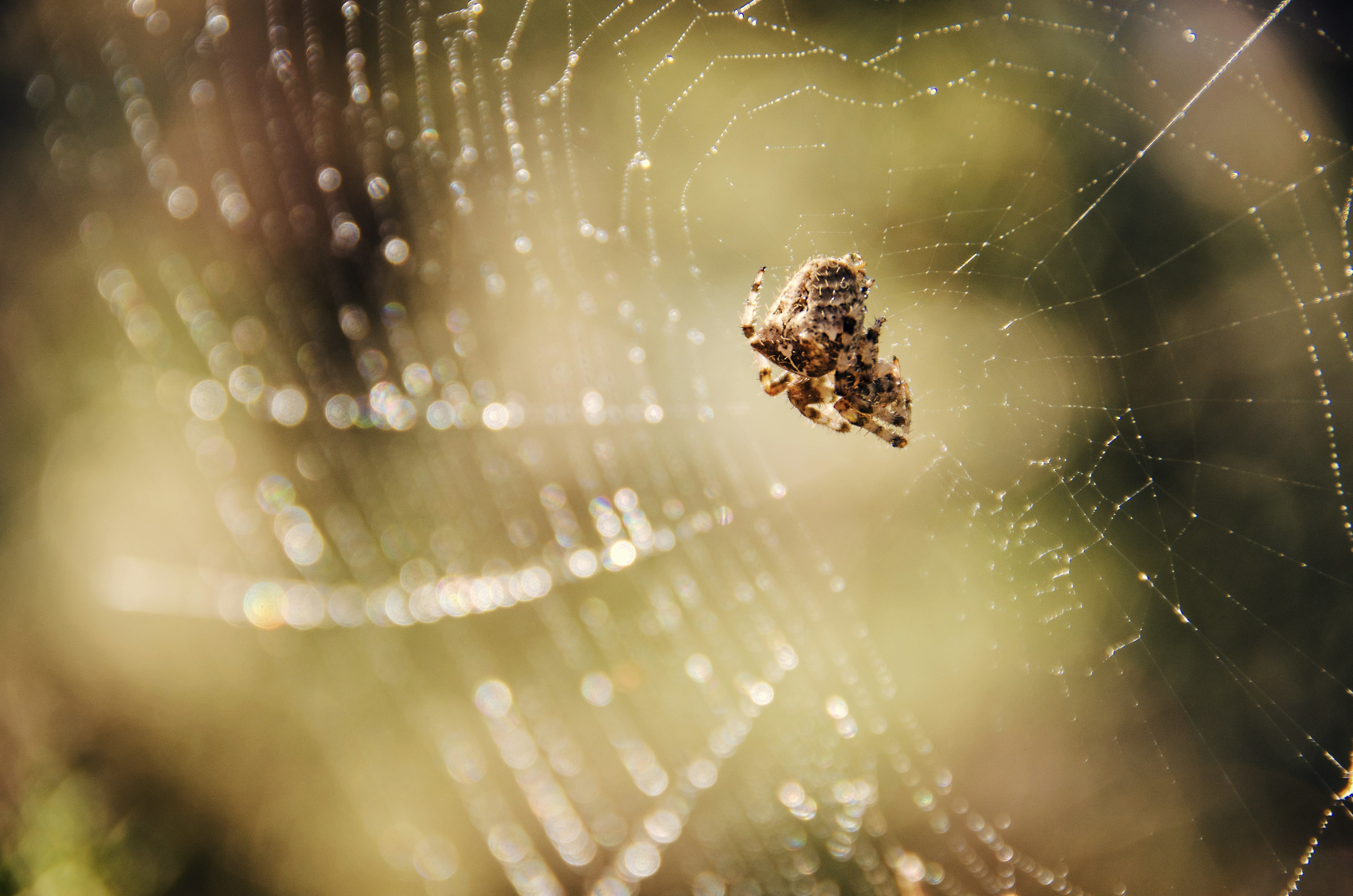 Photo by jensineodom