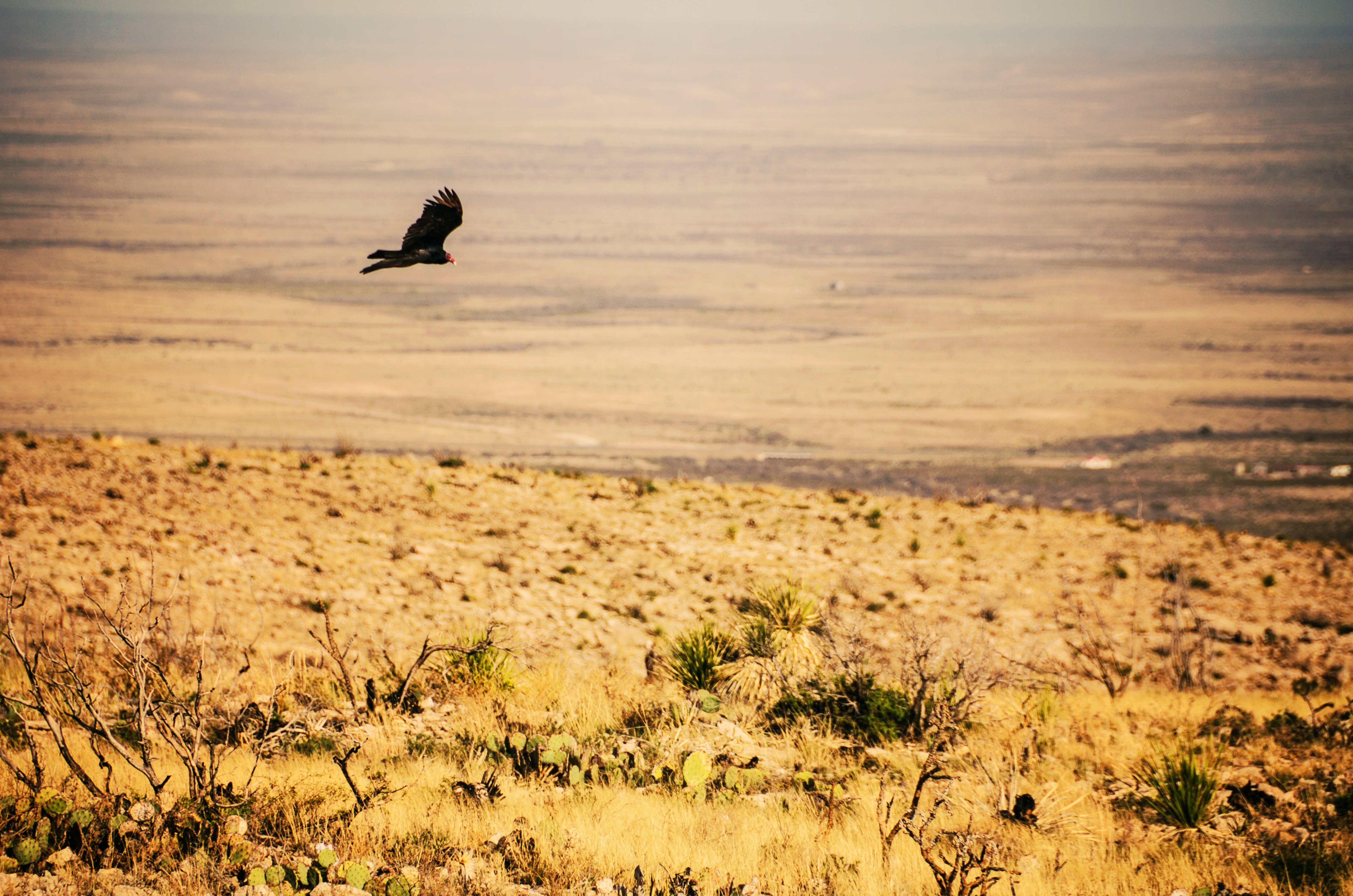 A bird flying over a dry grass covered field