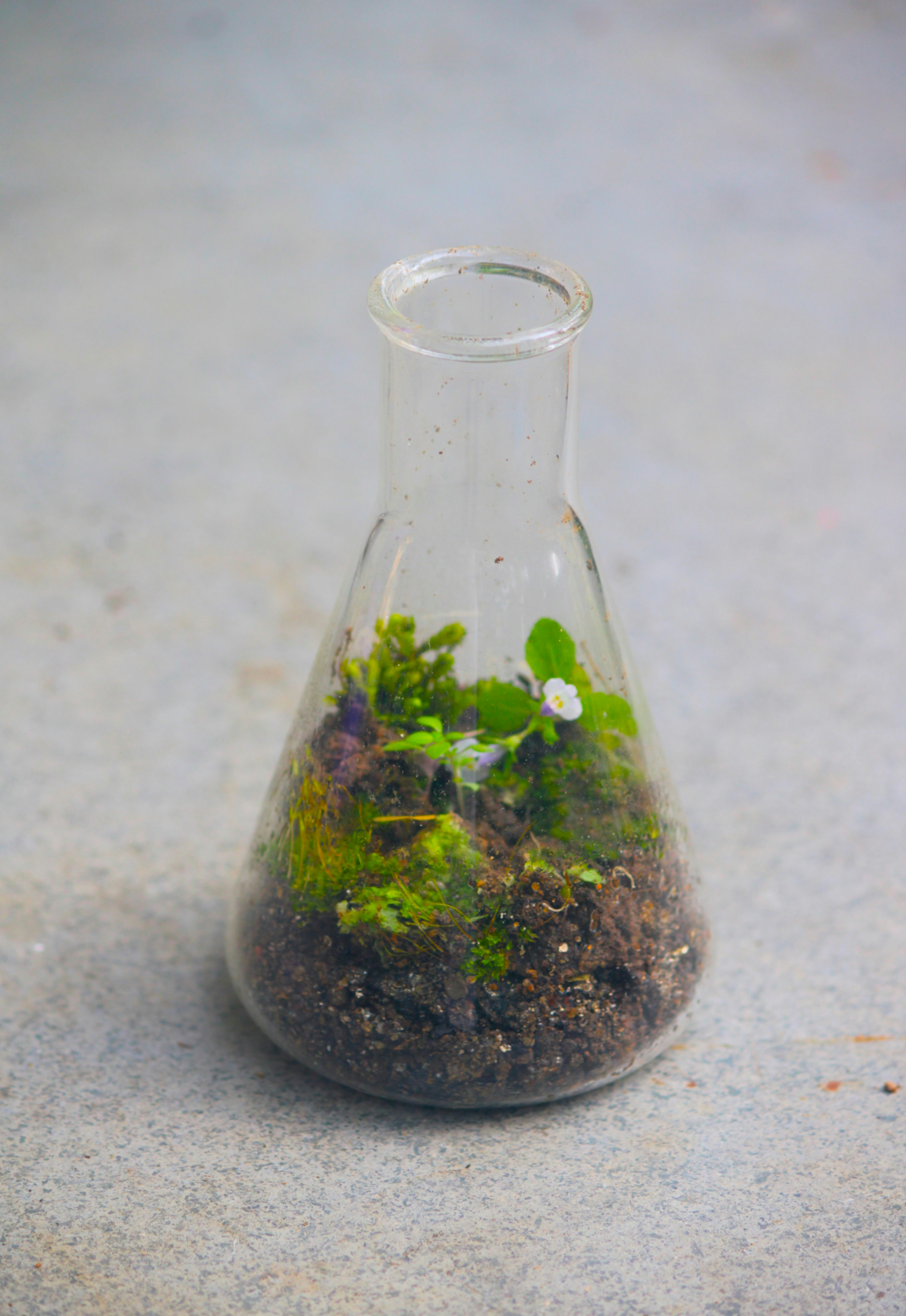 A glass vase filled with plants and dirt