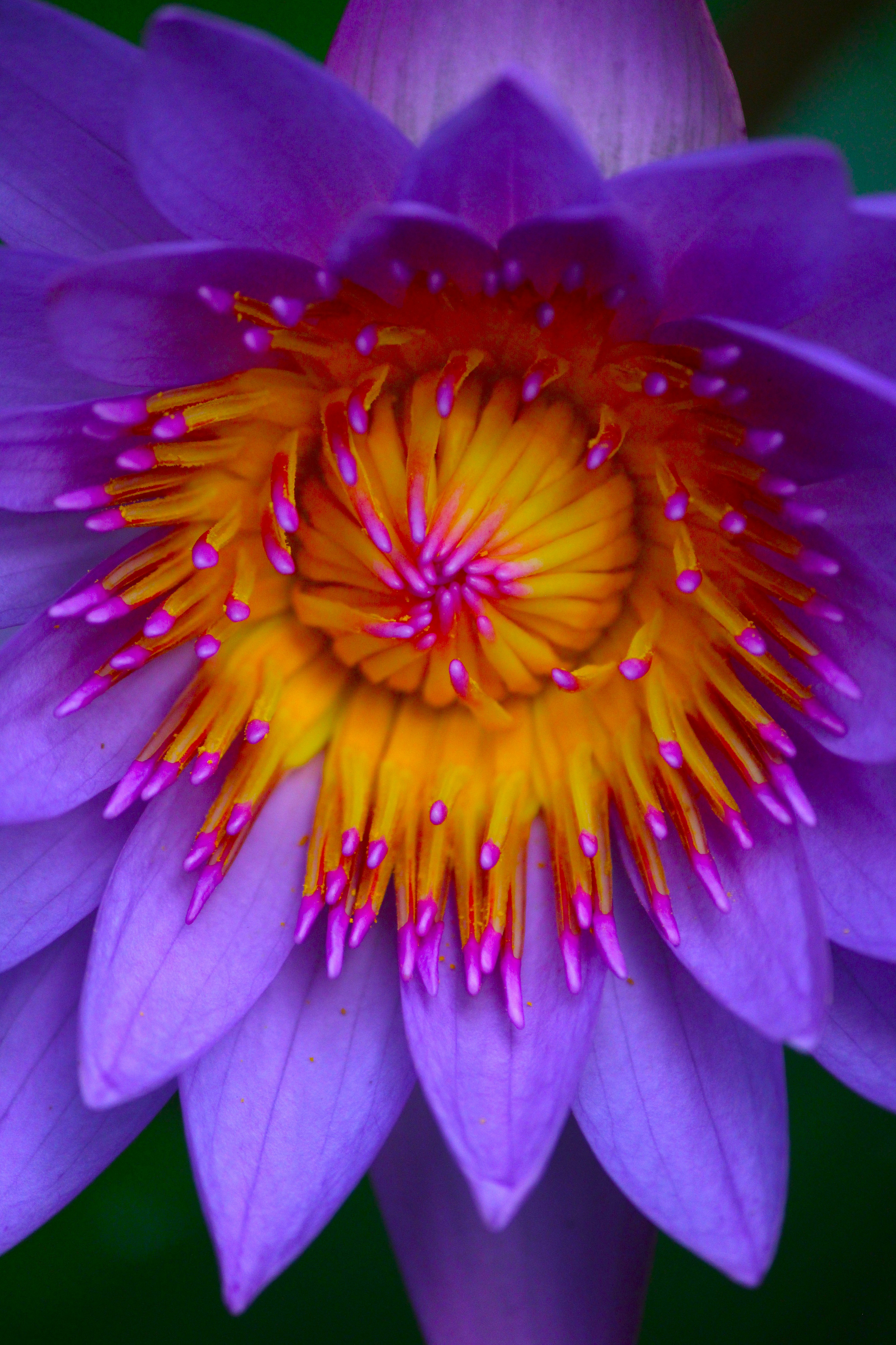 Photo by manoj_poosam