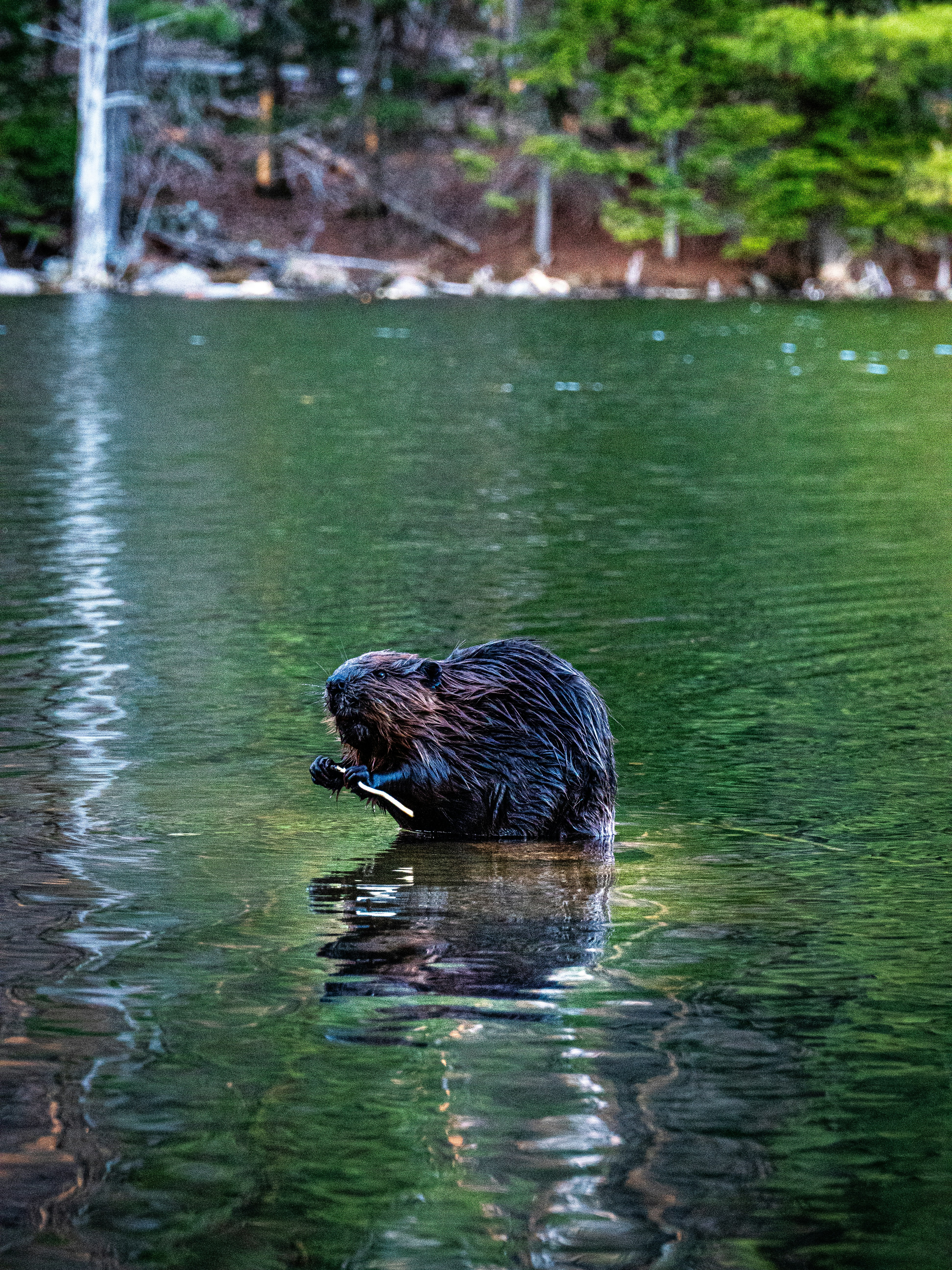 Un castor nadando en un lago con árboles al fondo