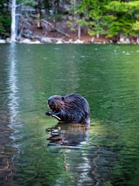 A beaver swimming in a lake with trees in the background