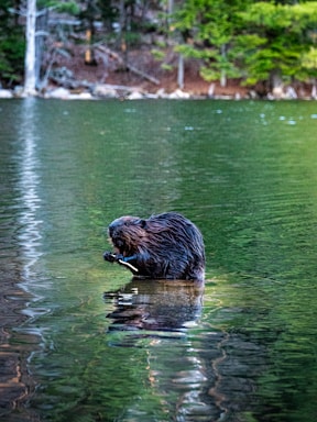 A beaver swimming in a lake with trees in the background