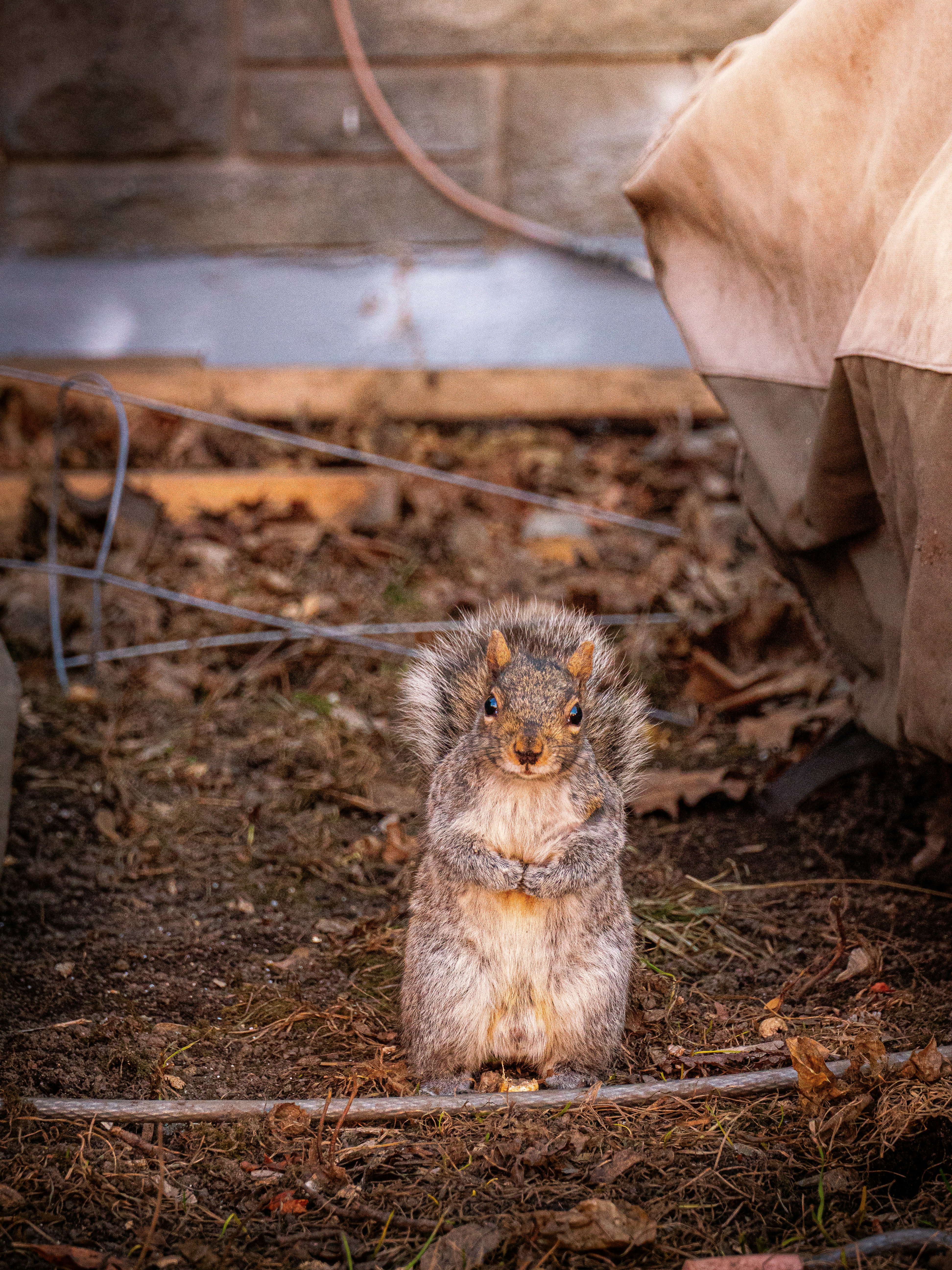 A squirrel sitting on the ground in a yard