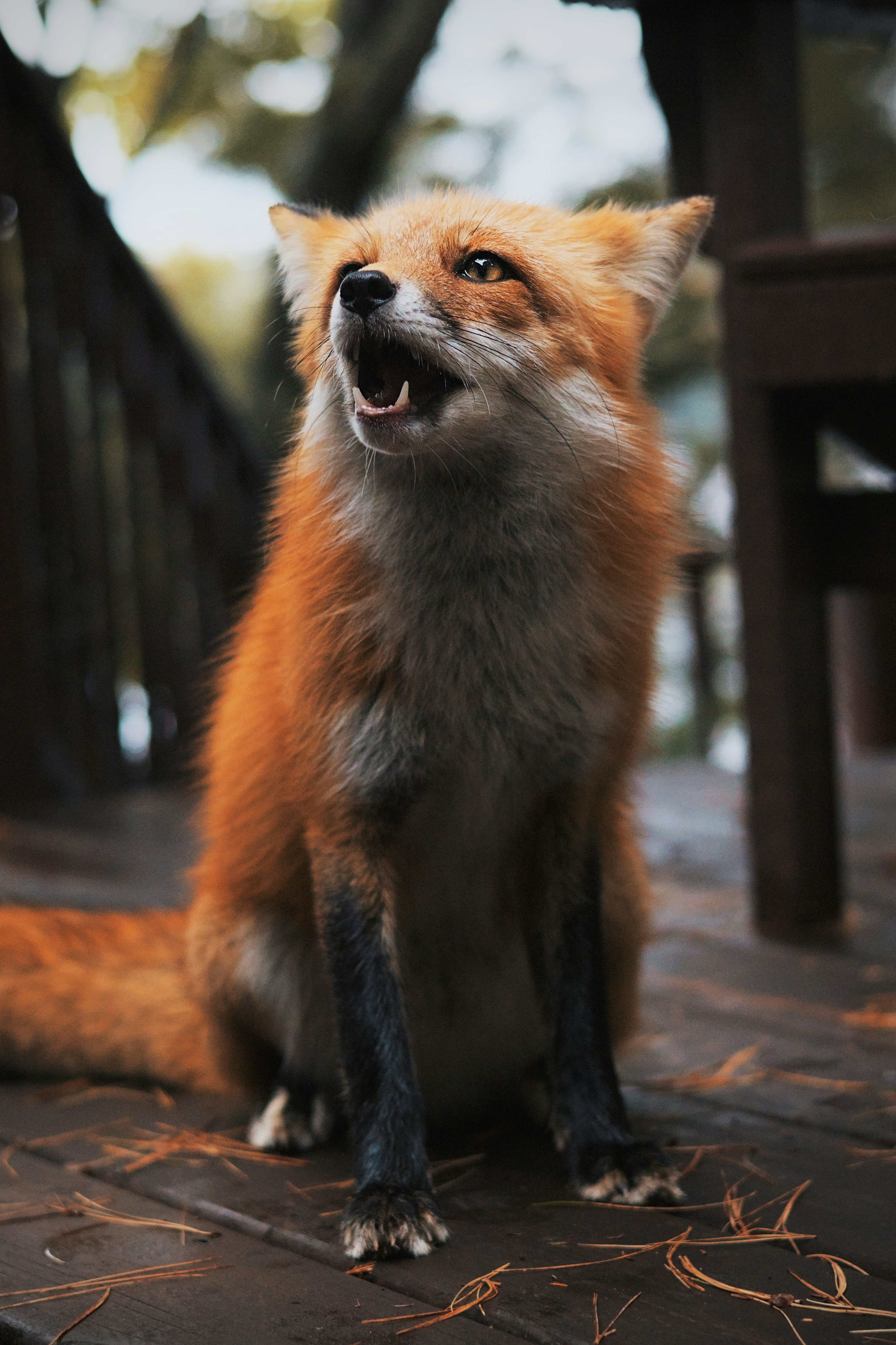 photo-1727884747979-da39611f3712?ixid=M3wxMjA3fDB8MXxzZWFyY2h8MjB8fGZveCUyMG5ld3MlMjBicmVha2luZyUyMG5ld3MlMjBhbmQlMjBoZWFkbGluZXN8ZW58MHx8fHwxNzY0NzUyOTA3fDA\u0026ixlib=rb-4.1.0