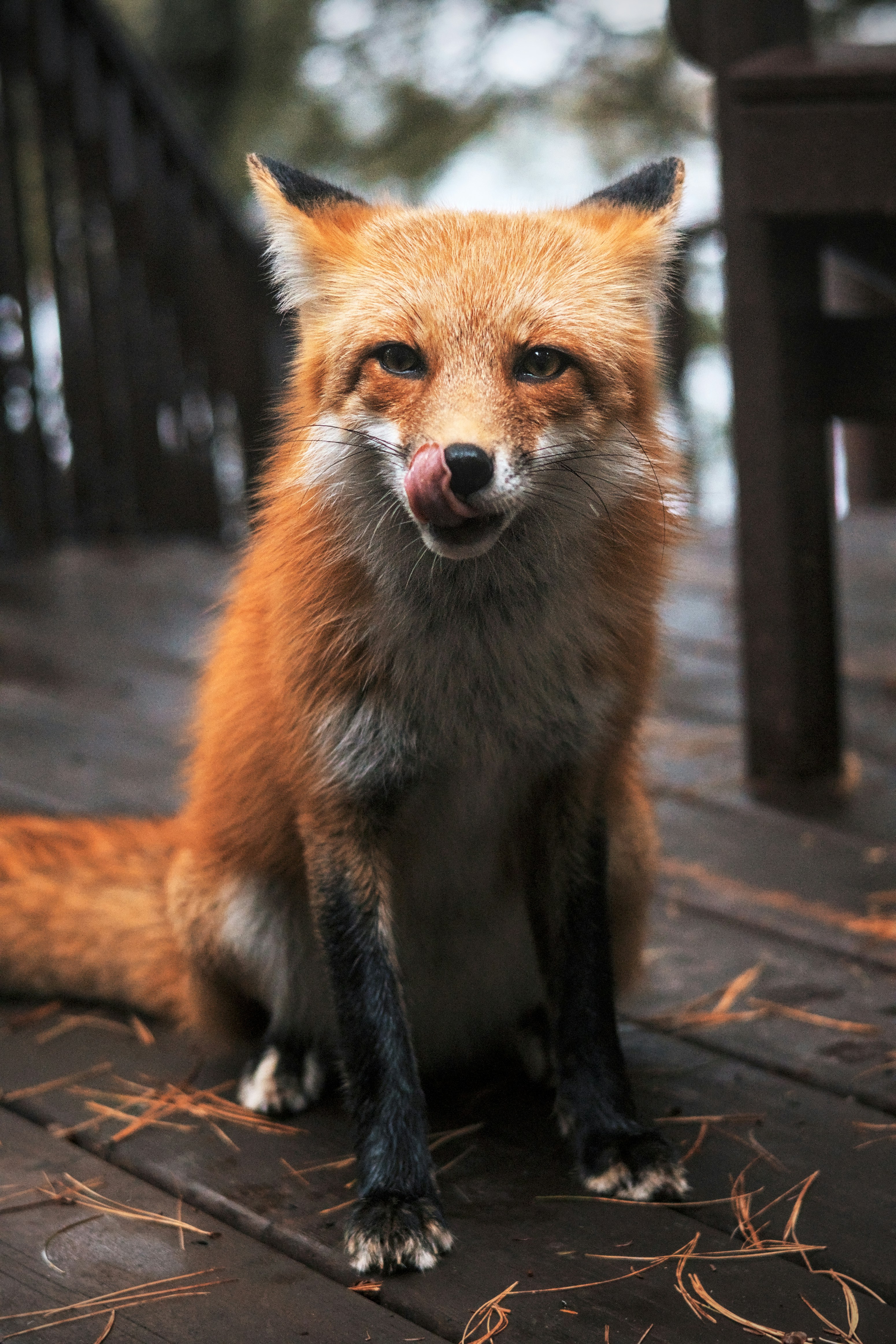 A red fox sitting on a wooden deck