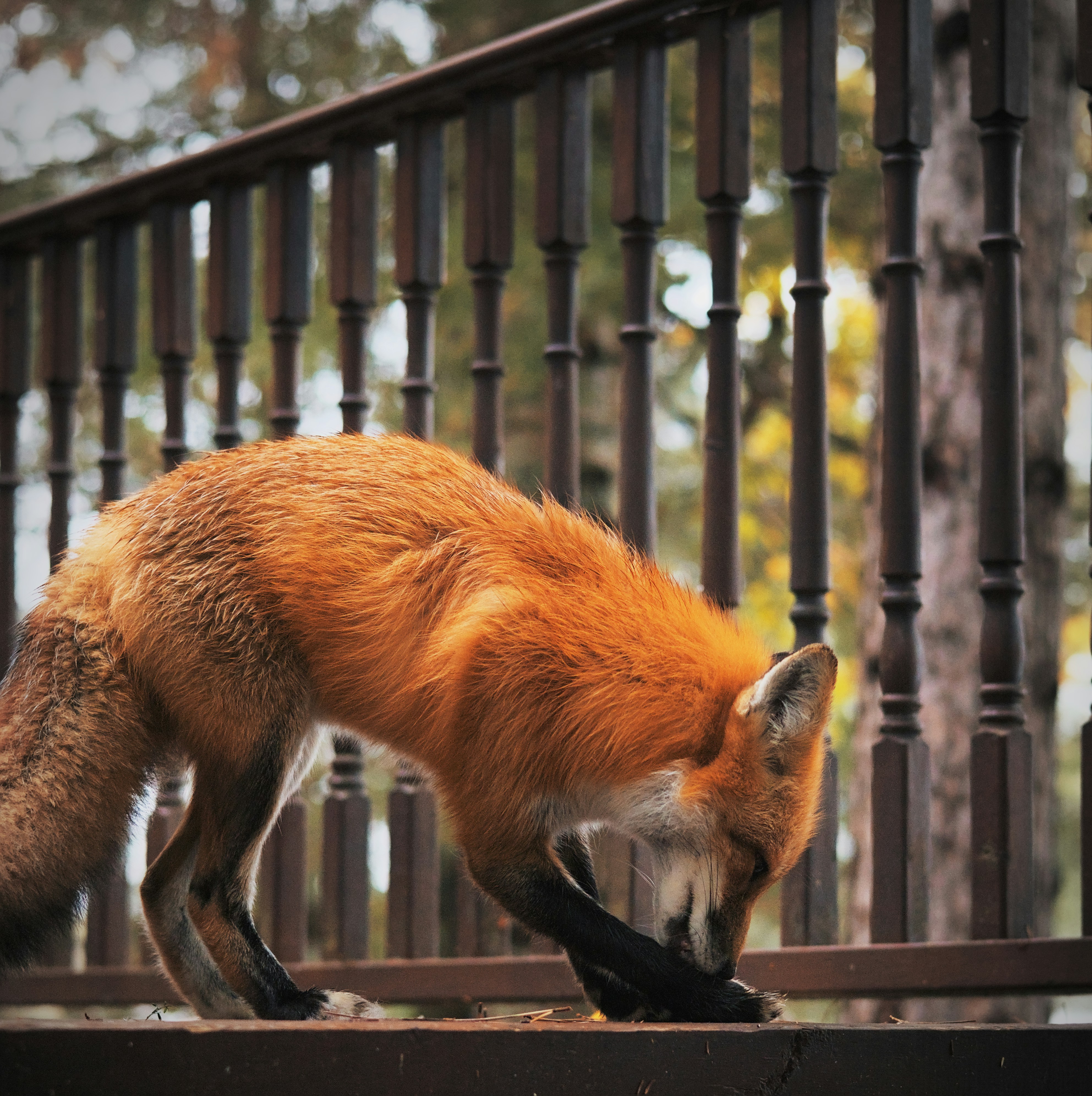 Uma raposa vermelha comendo comida em um convés foto – Imagem grátis sobre  Retrato na Unsplash, image size:3000x3012