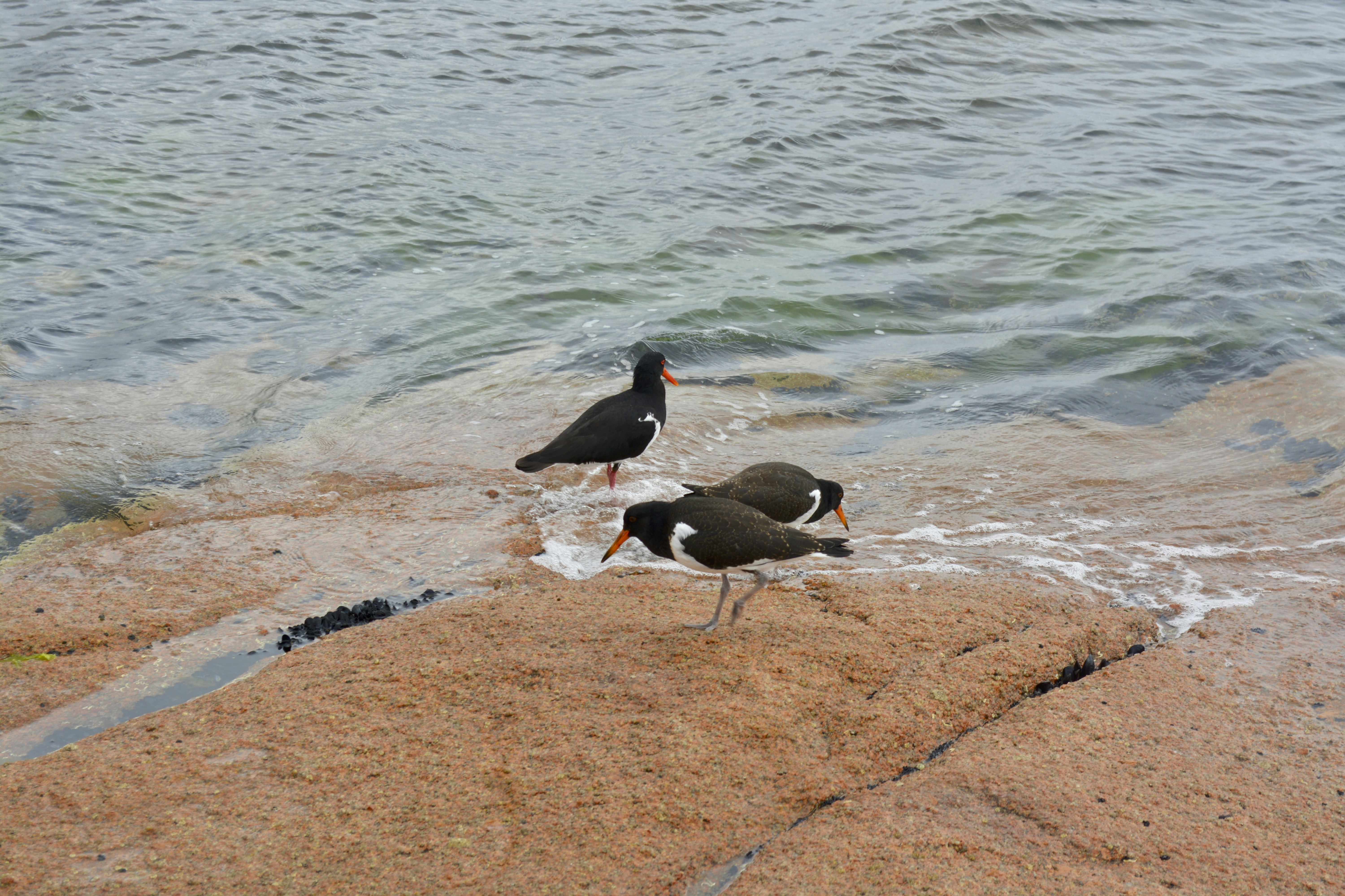 The Global Recognition: Tasmania's Wildlife Ambassador (image credits: unsplash)