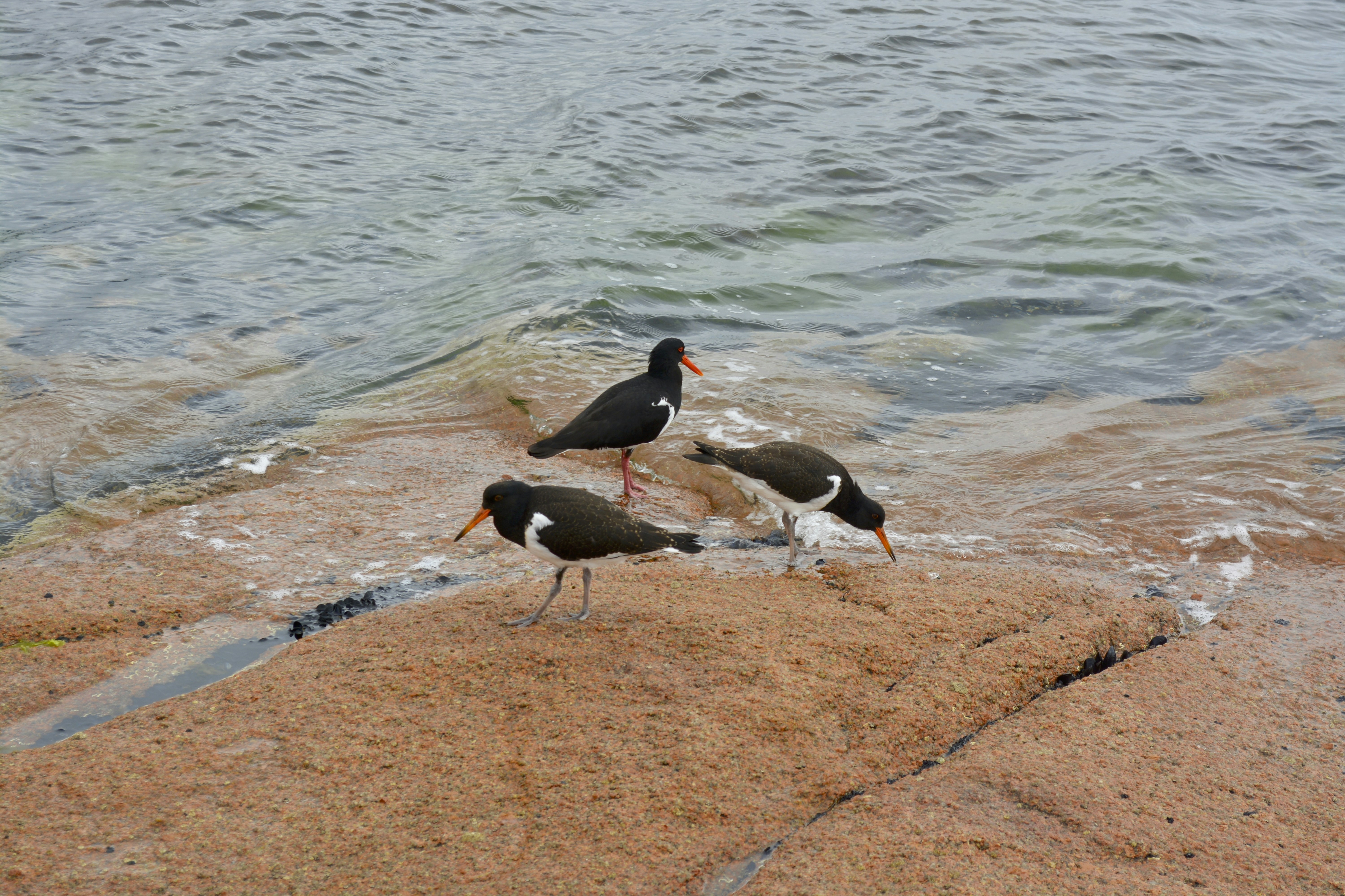Photo by kshithijchandrashekar