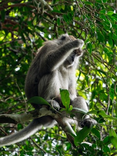 A monkey that is sitting in a tree
