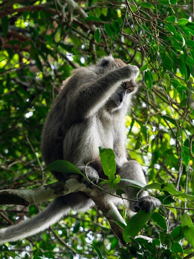 A monkey that is sitting in a tree