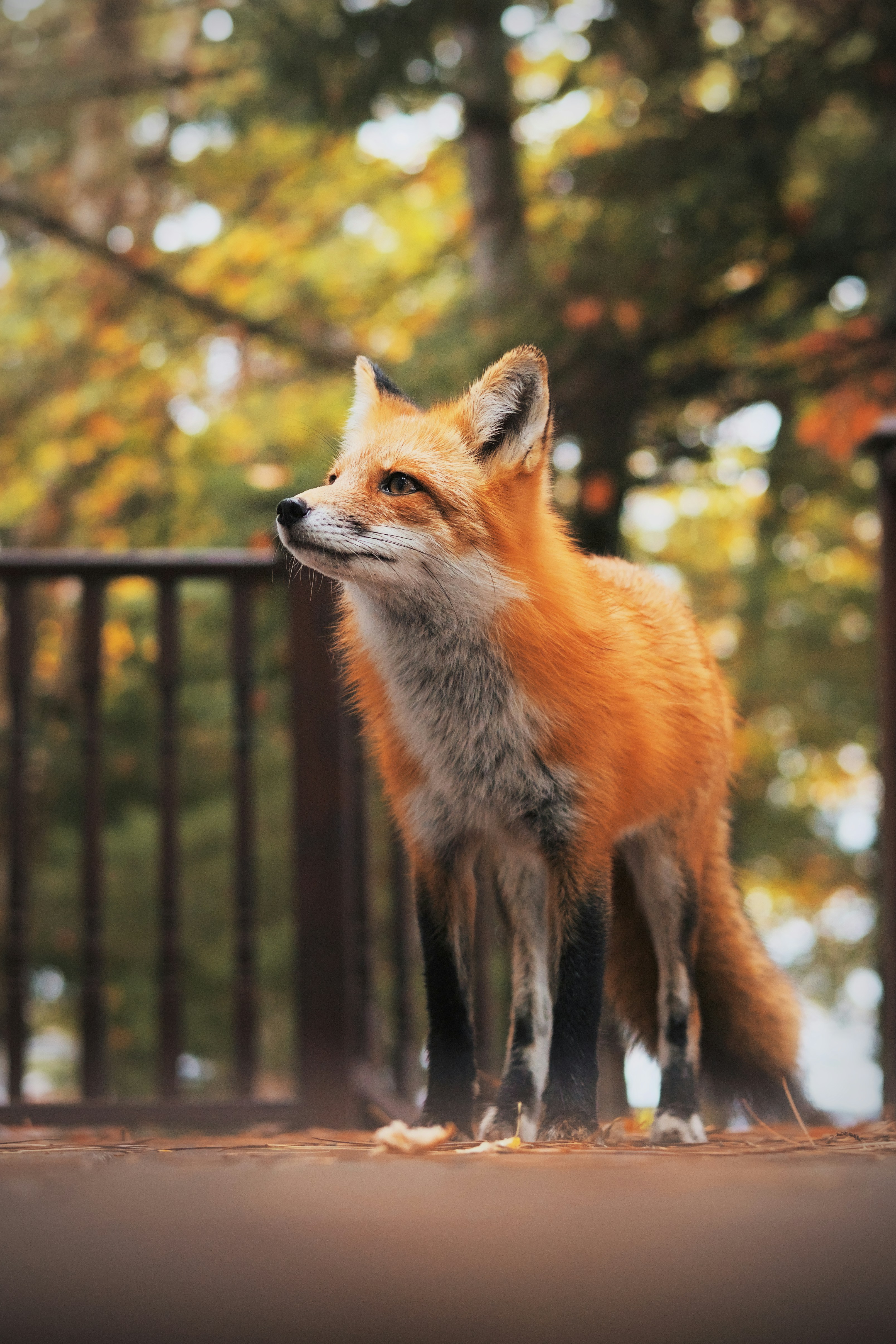 Uma raposa vermelha comendo comida em um convés foto – Imagem grátis sobre  Retrato na Unsplash, image size:3216x4824