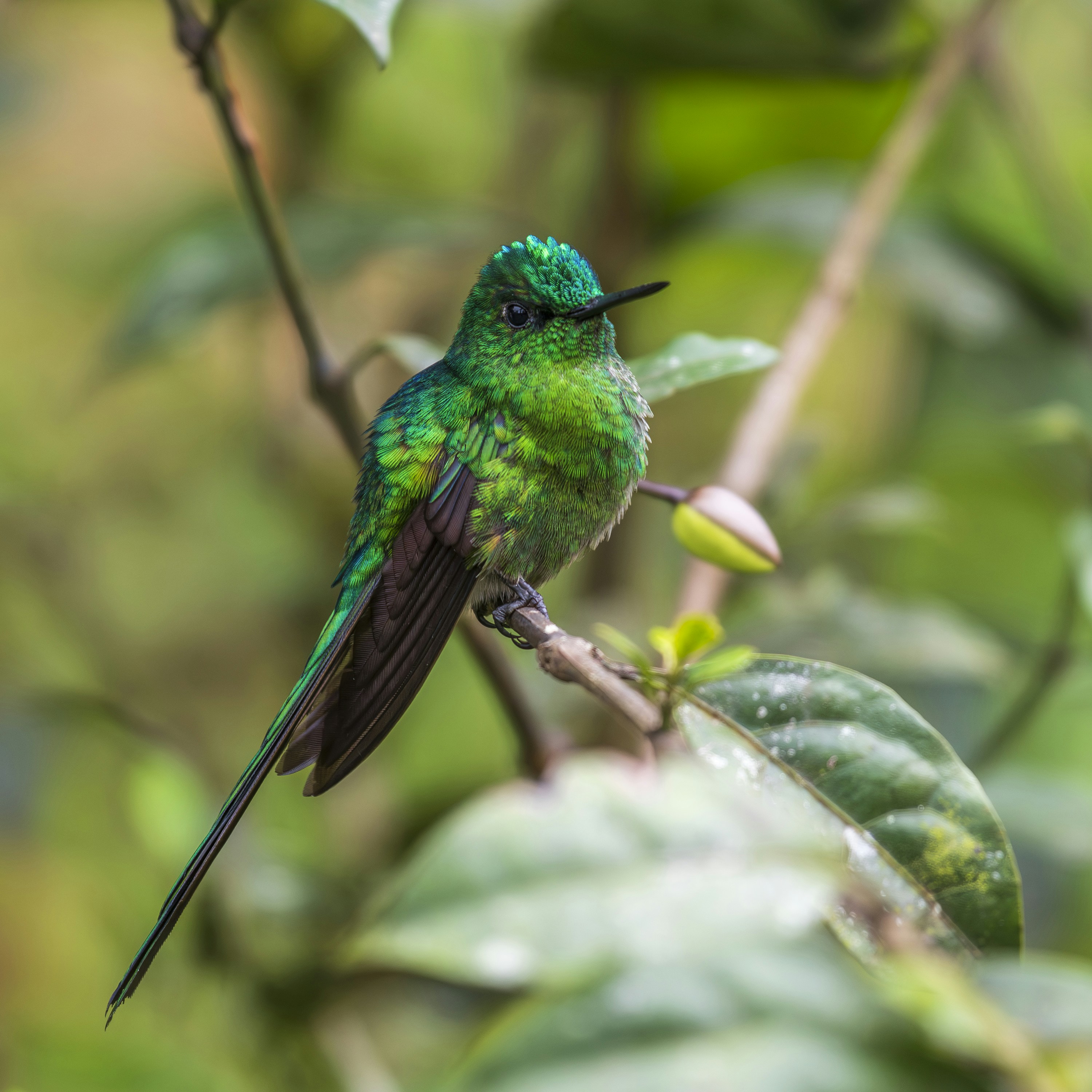 A small green bird sitting on a branch