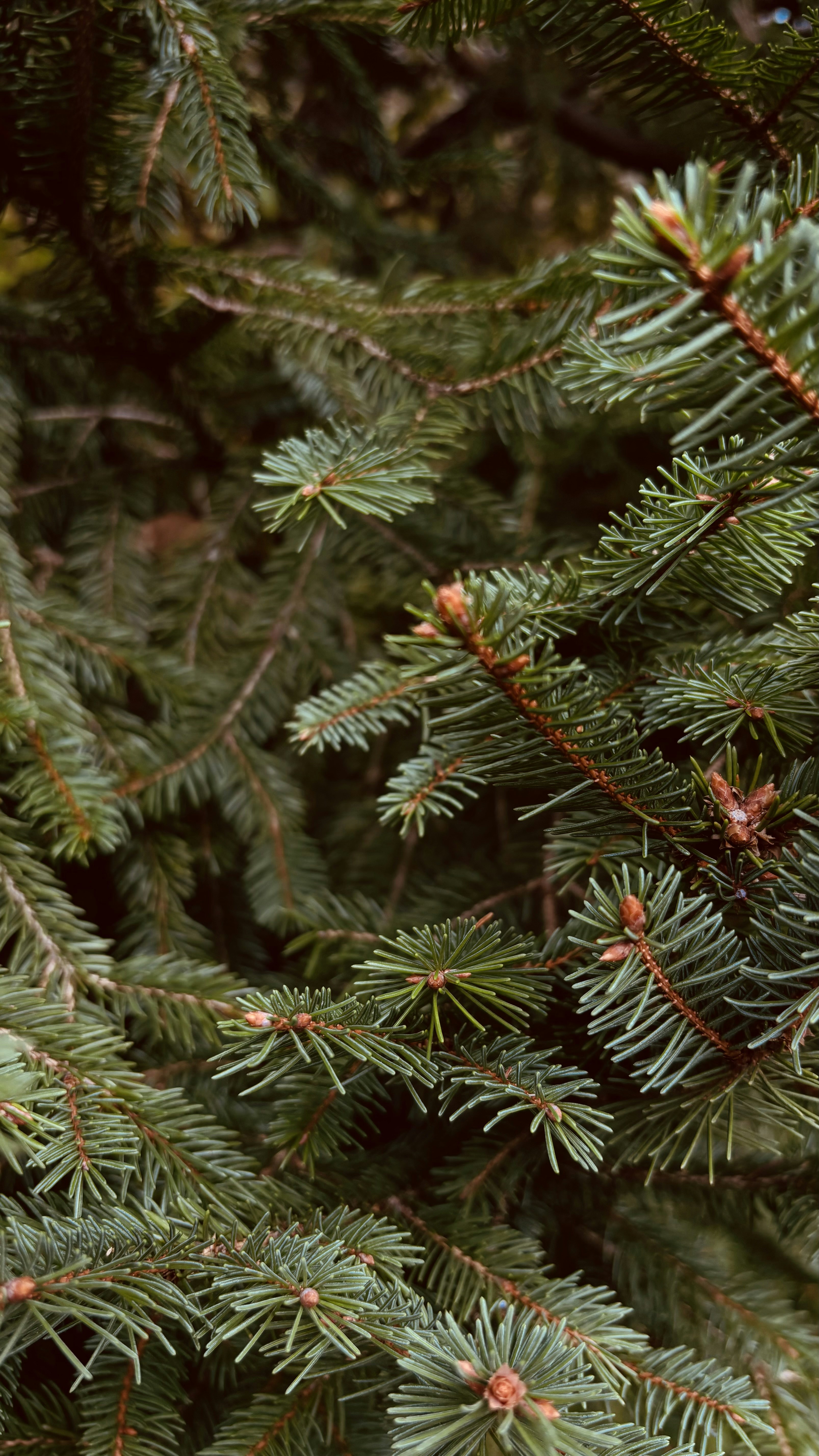 Photo by palagummi_94