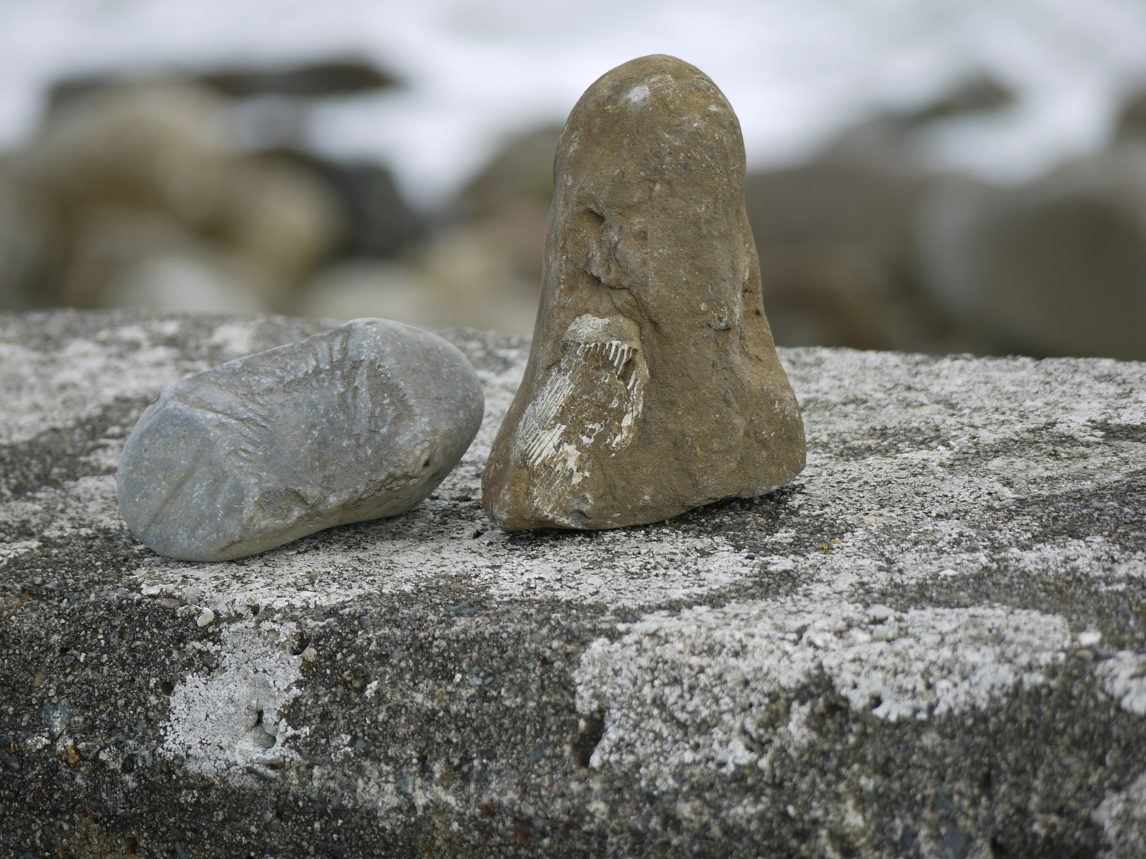 A couple of rocks sitting on top of a rock photo – Free Coral Image on ...